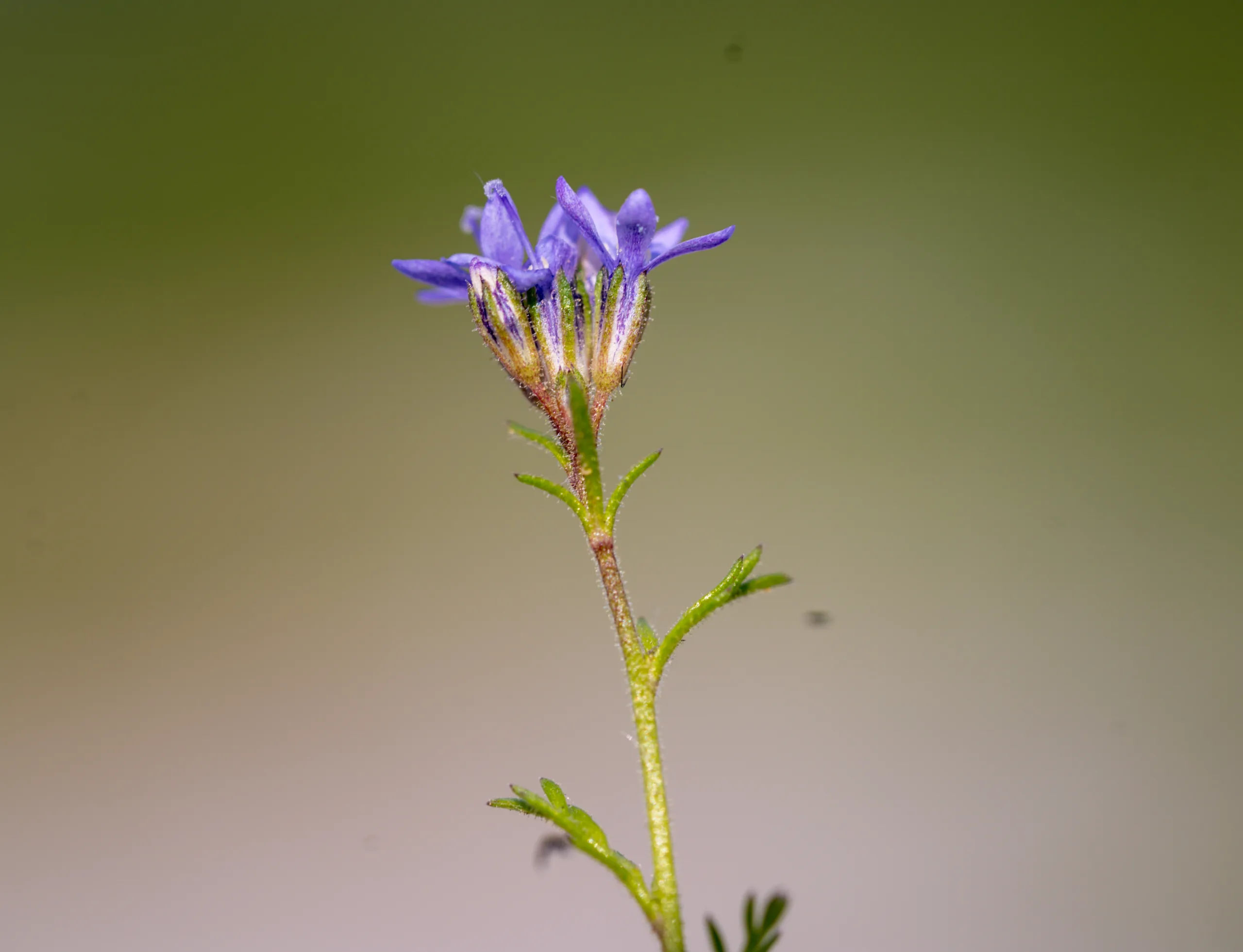 Gilia capitata