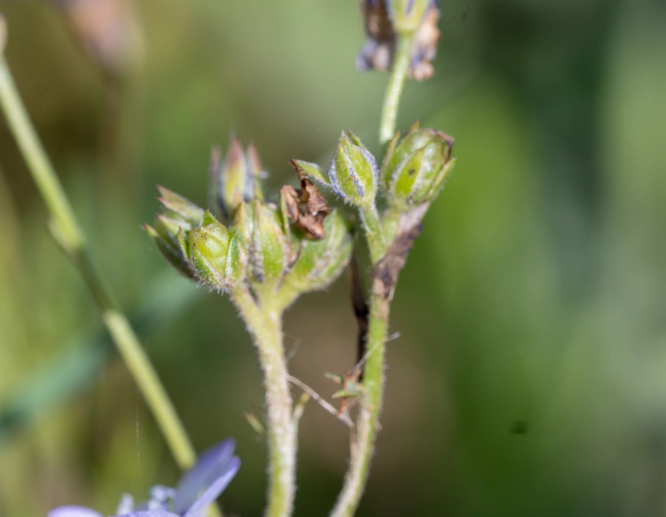 Gilia tricolor