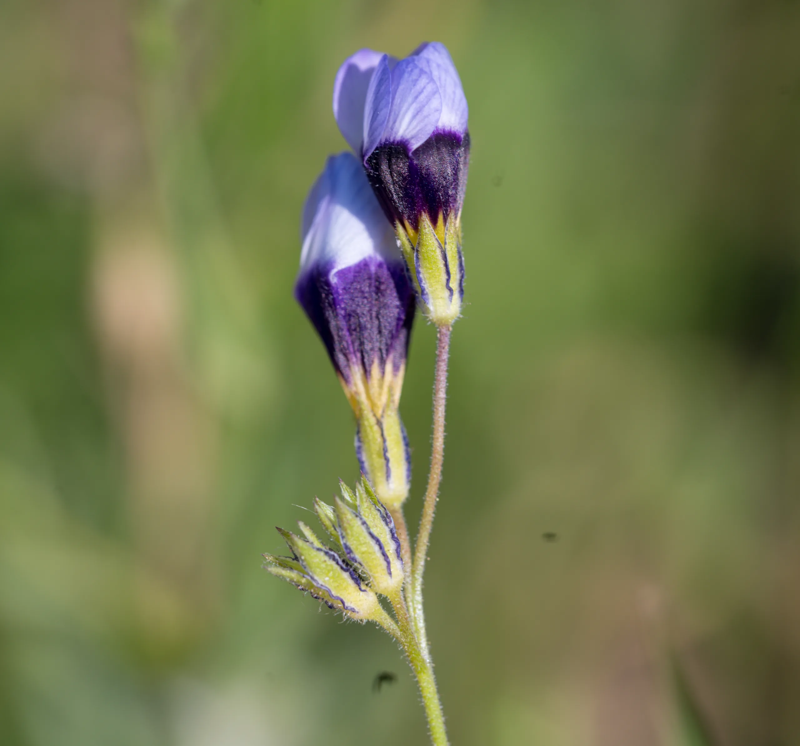 Gilia tricolor