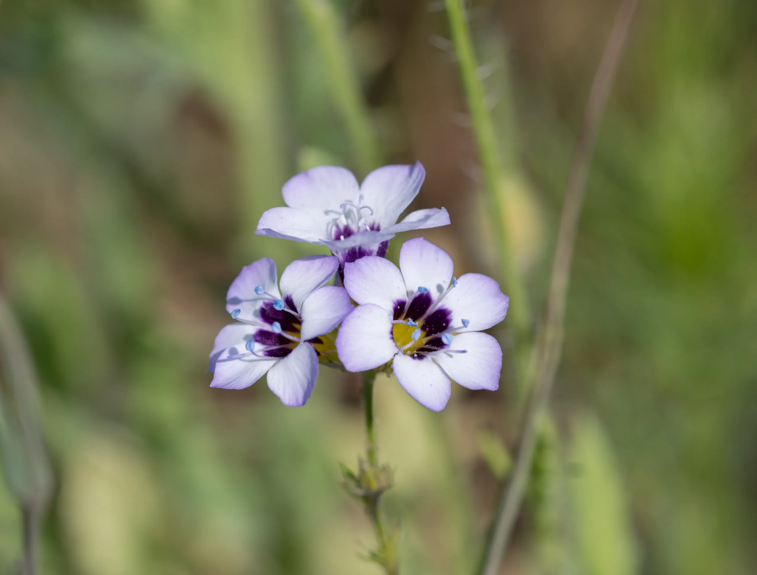 Gilia tricolor