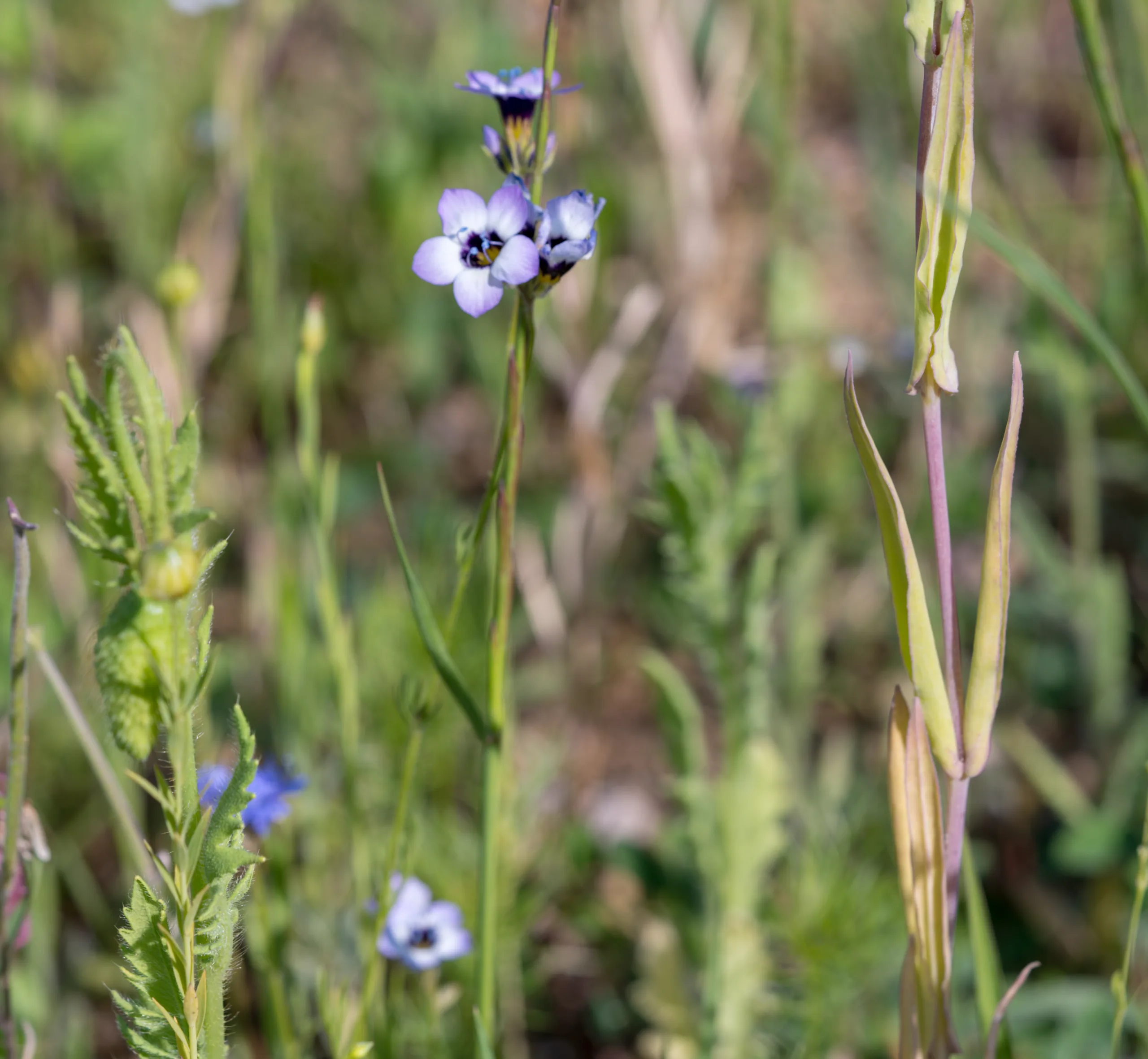 Gilia tricolor