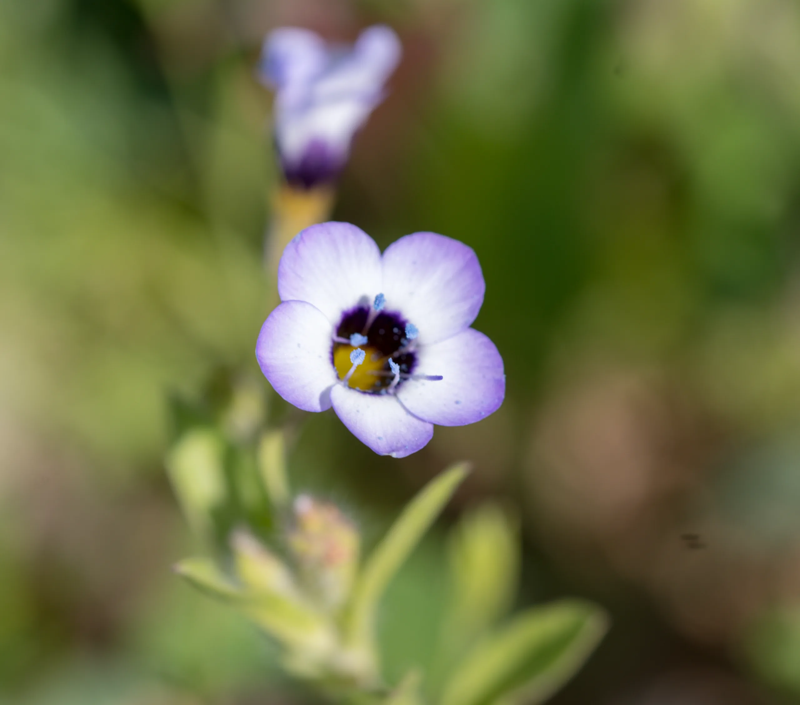 Gilia tricolor