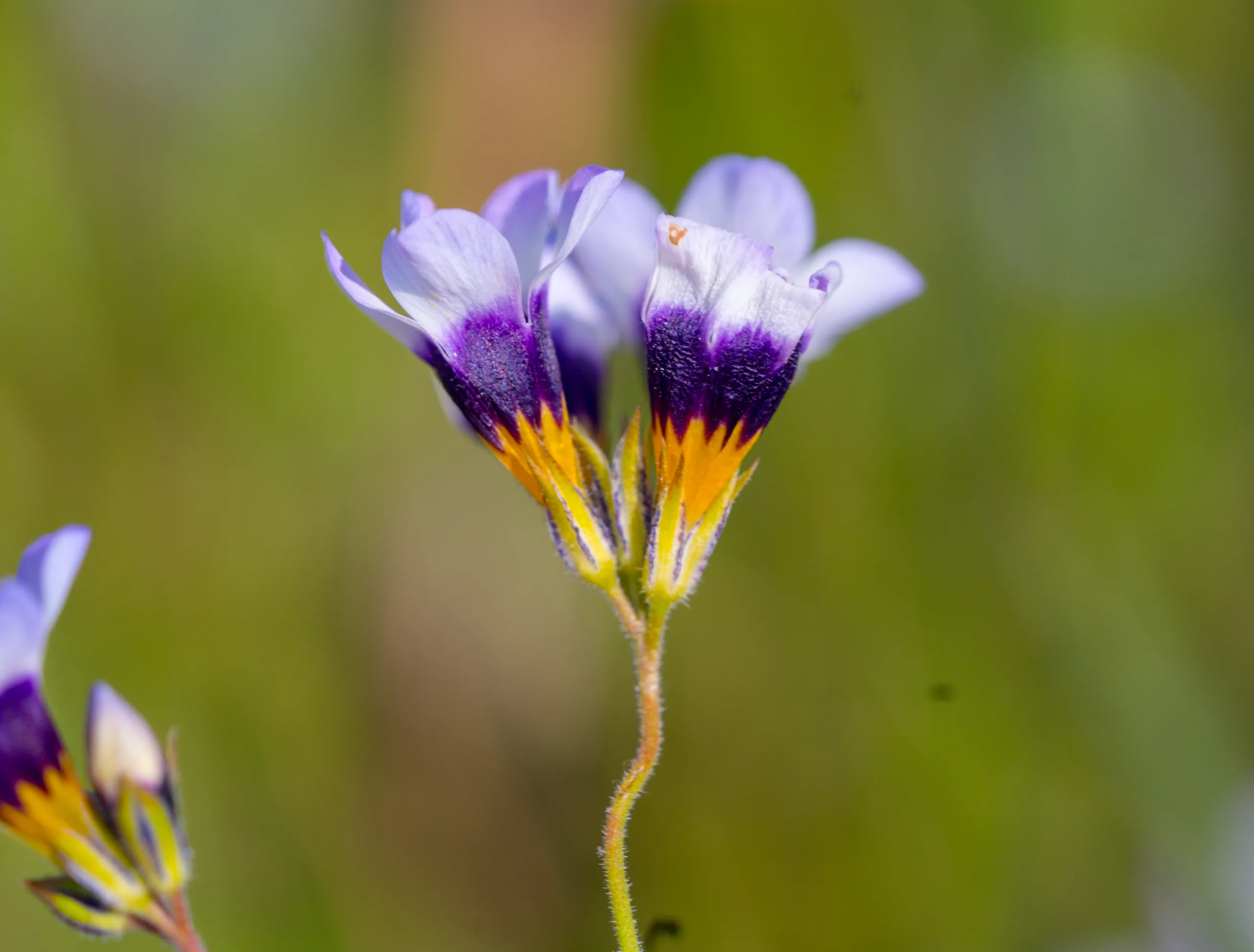 Gilia tricolor
