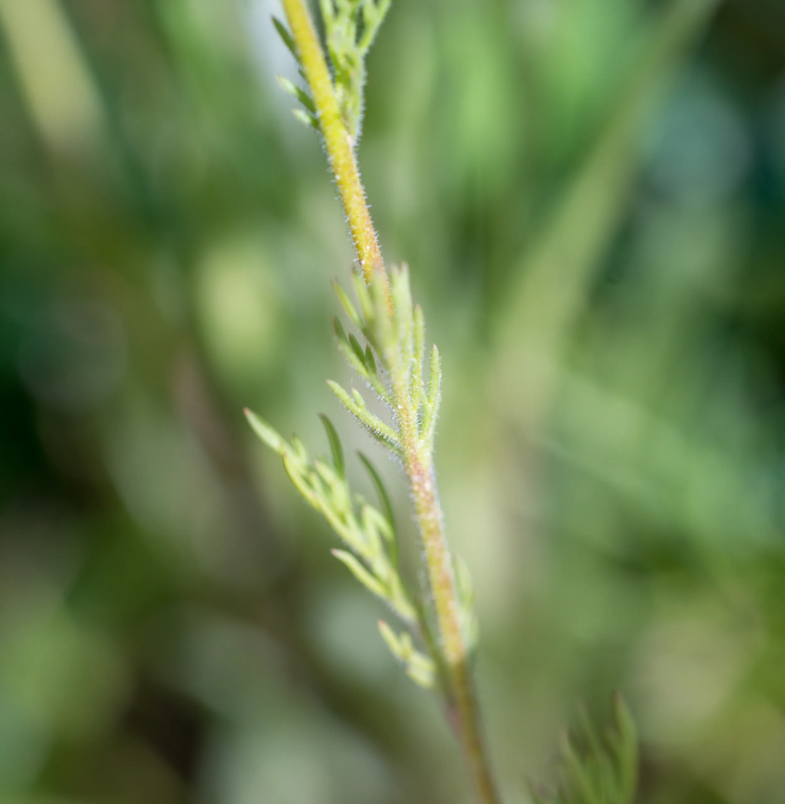 Gilia tricolor