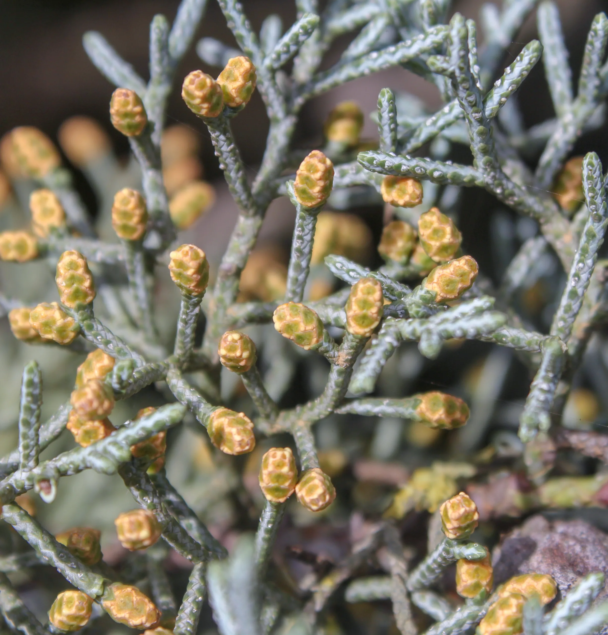 Hesperocyparis glabra