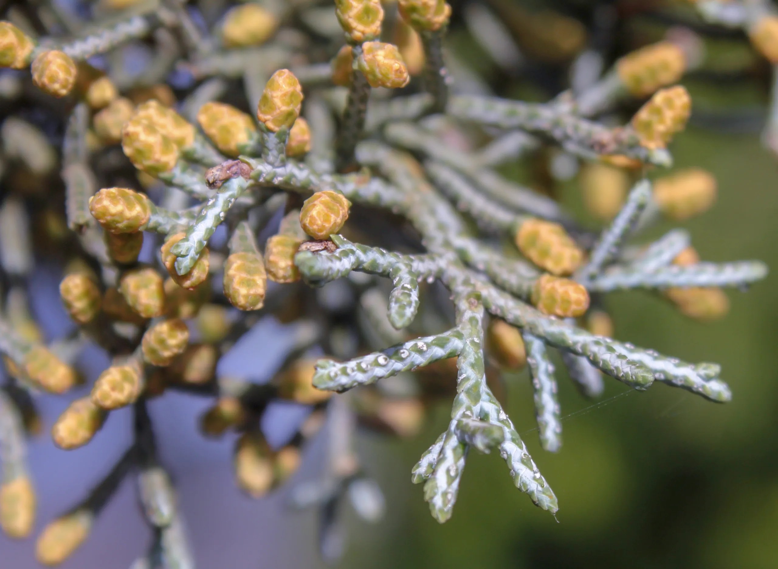 Hesperocyparis glabra