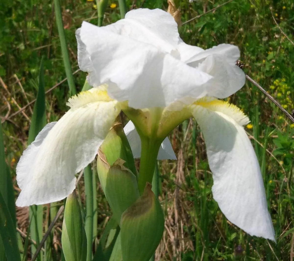 Iris florentina