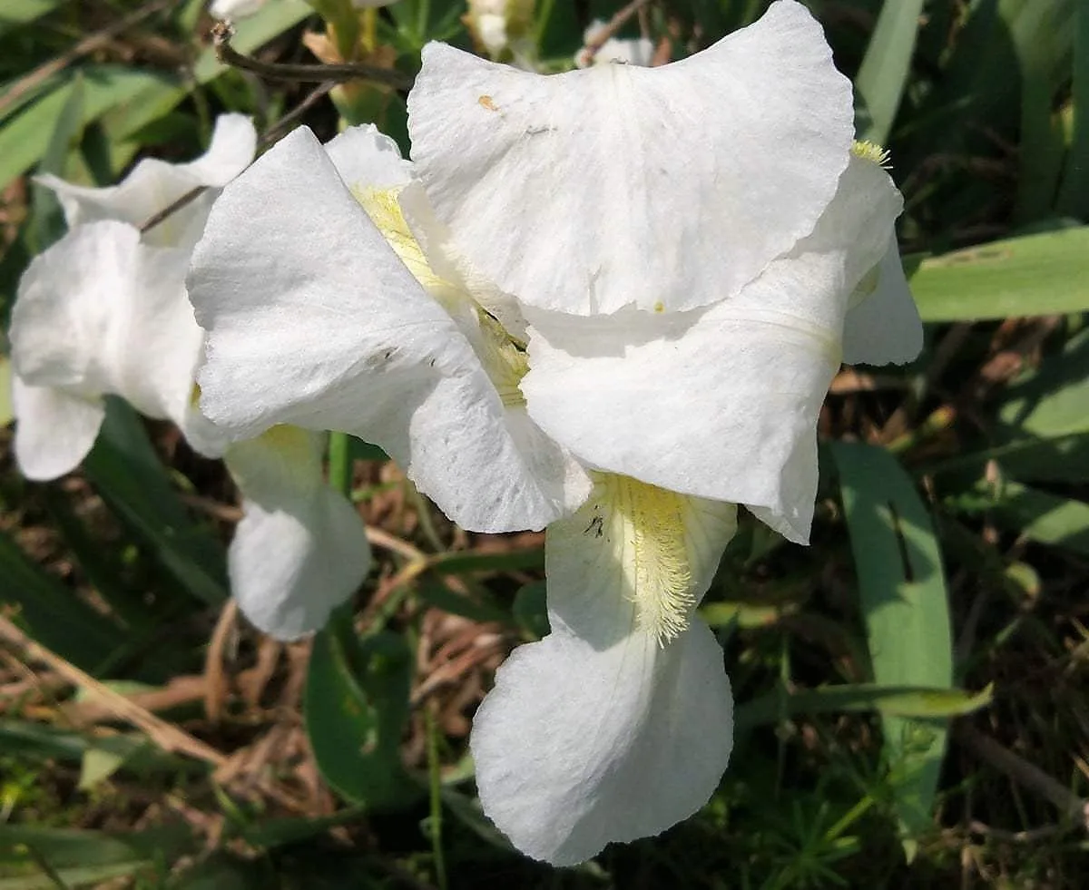 Iris florentina