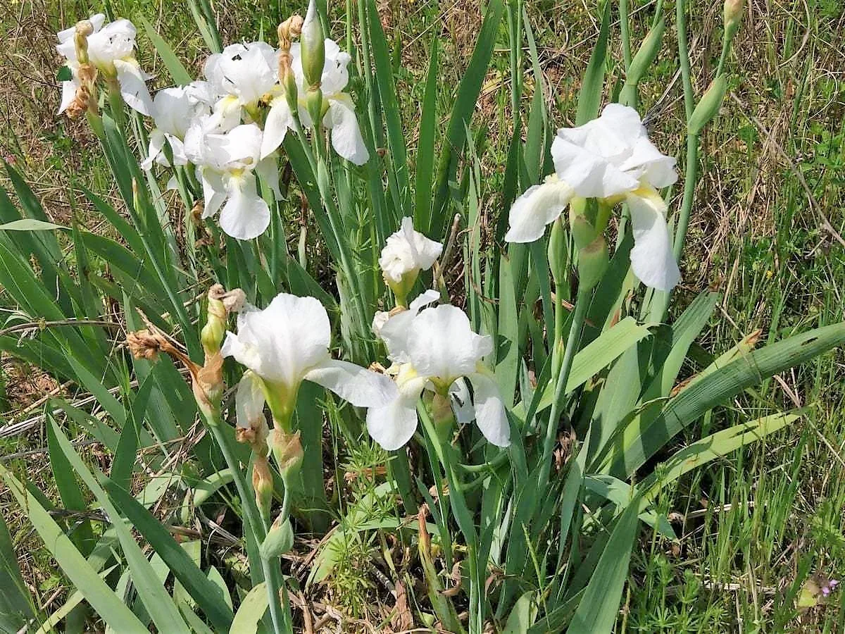 Iris florentina