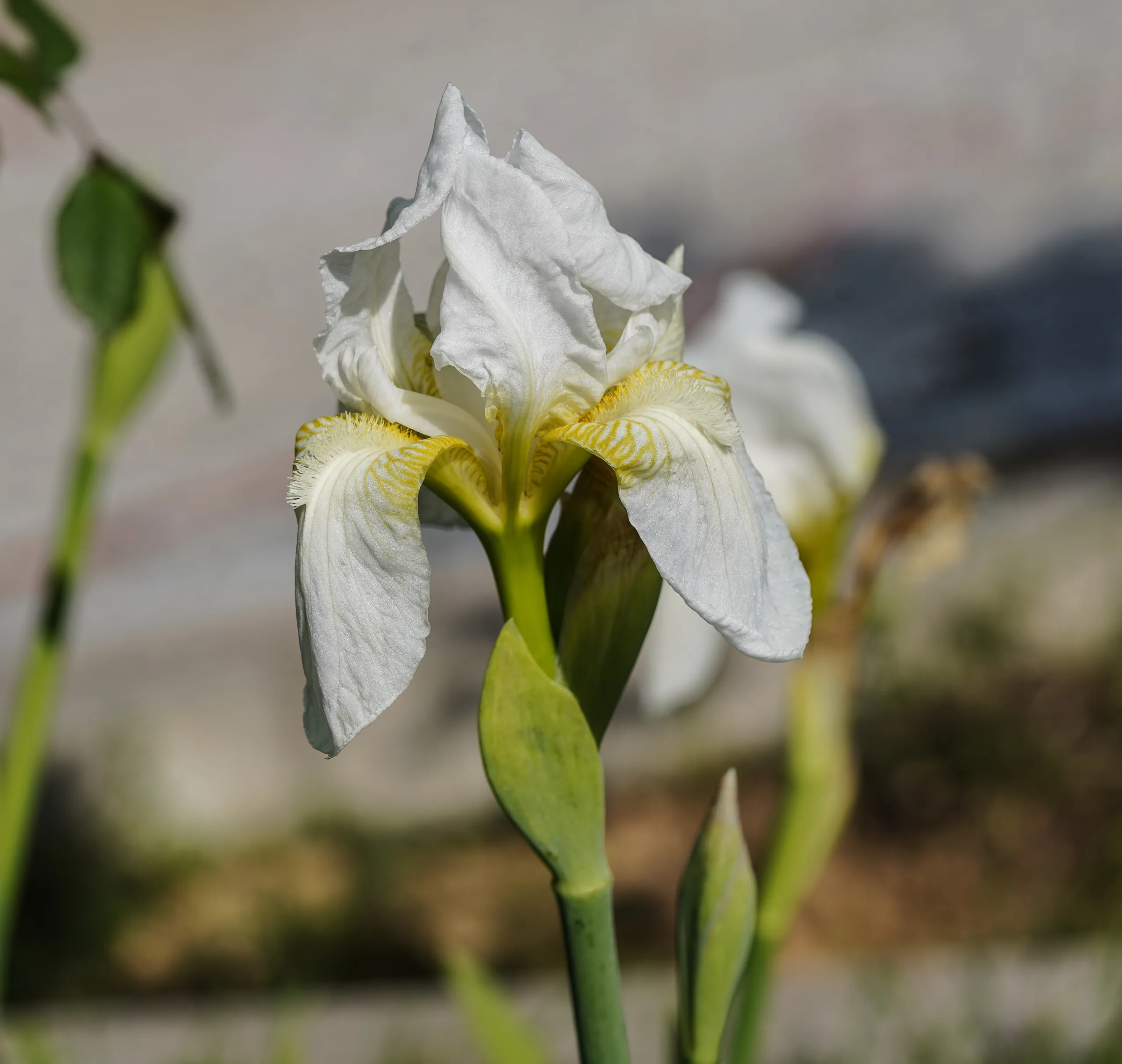 Iris florentina (Ak süsen)