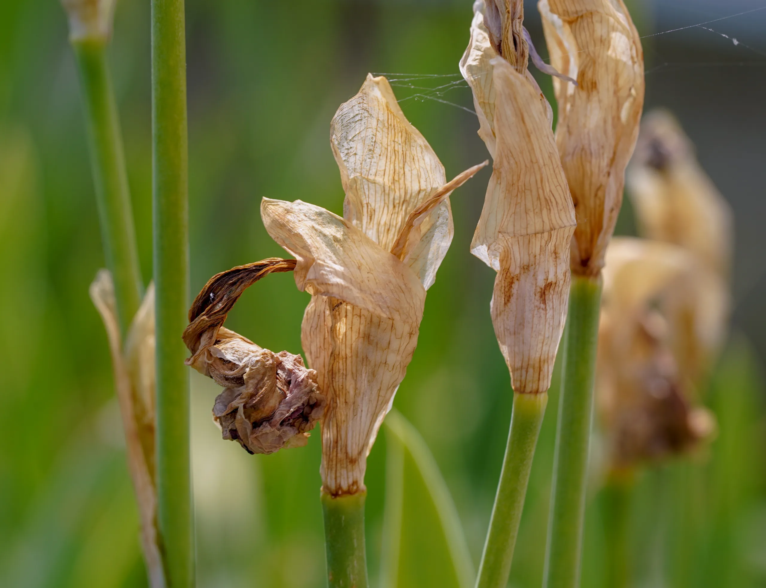 Iris foetidissima