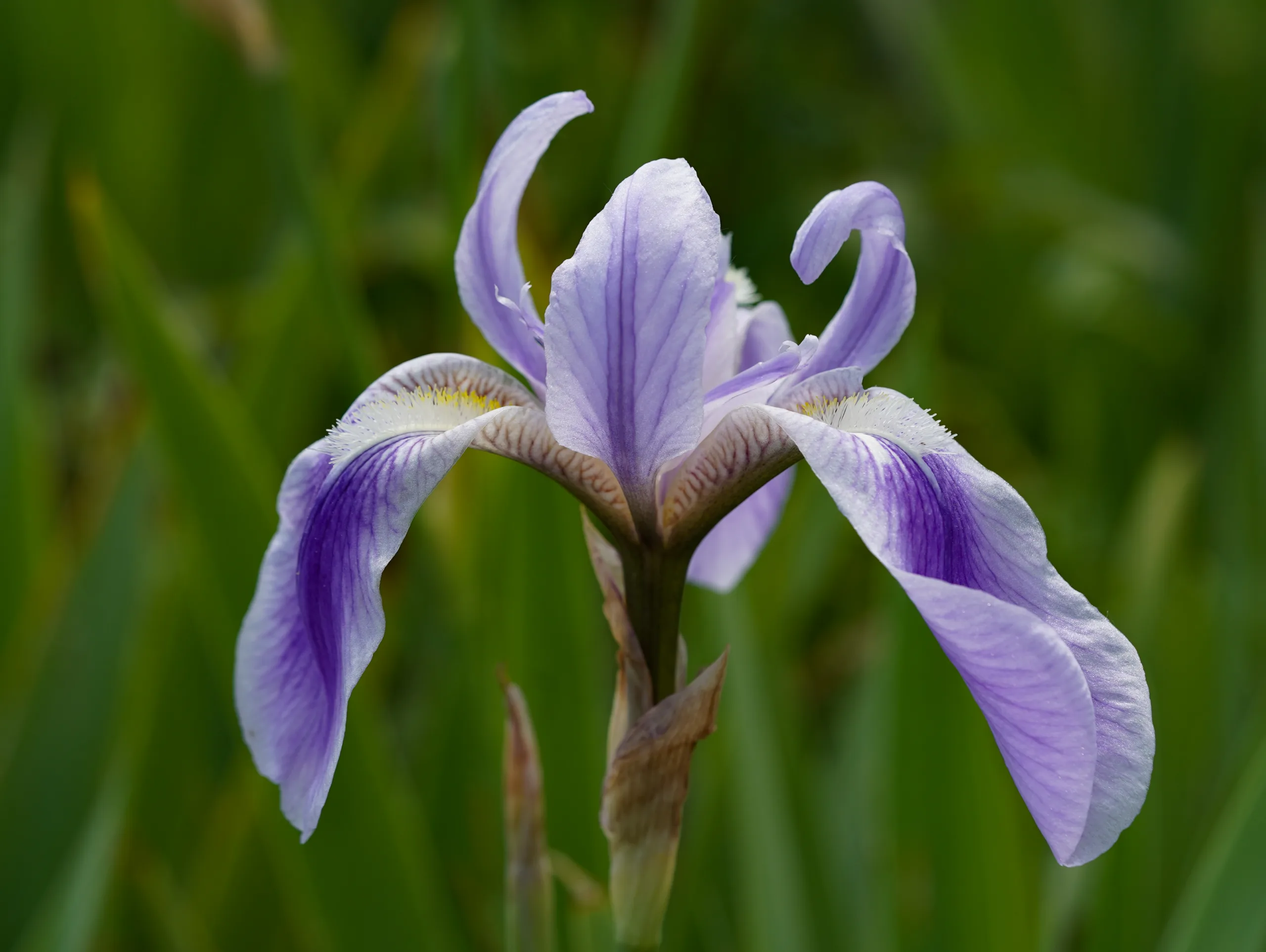 Iris foetidissima (Kokar süsen)