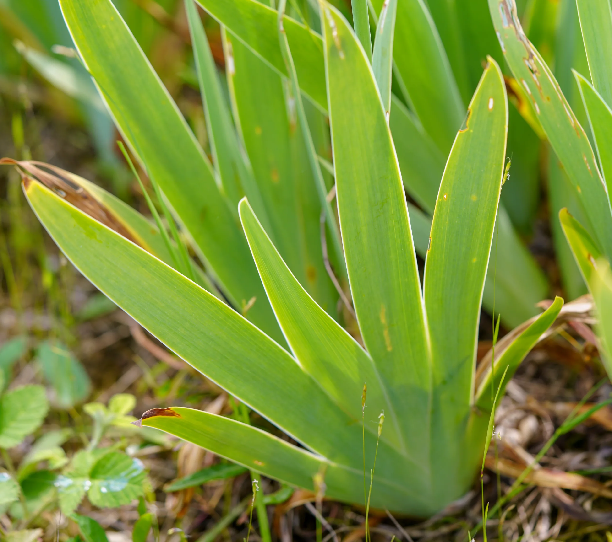 Iris foetidissima