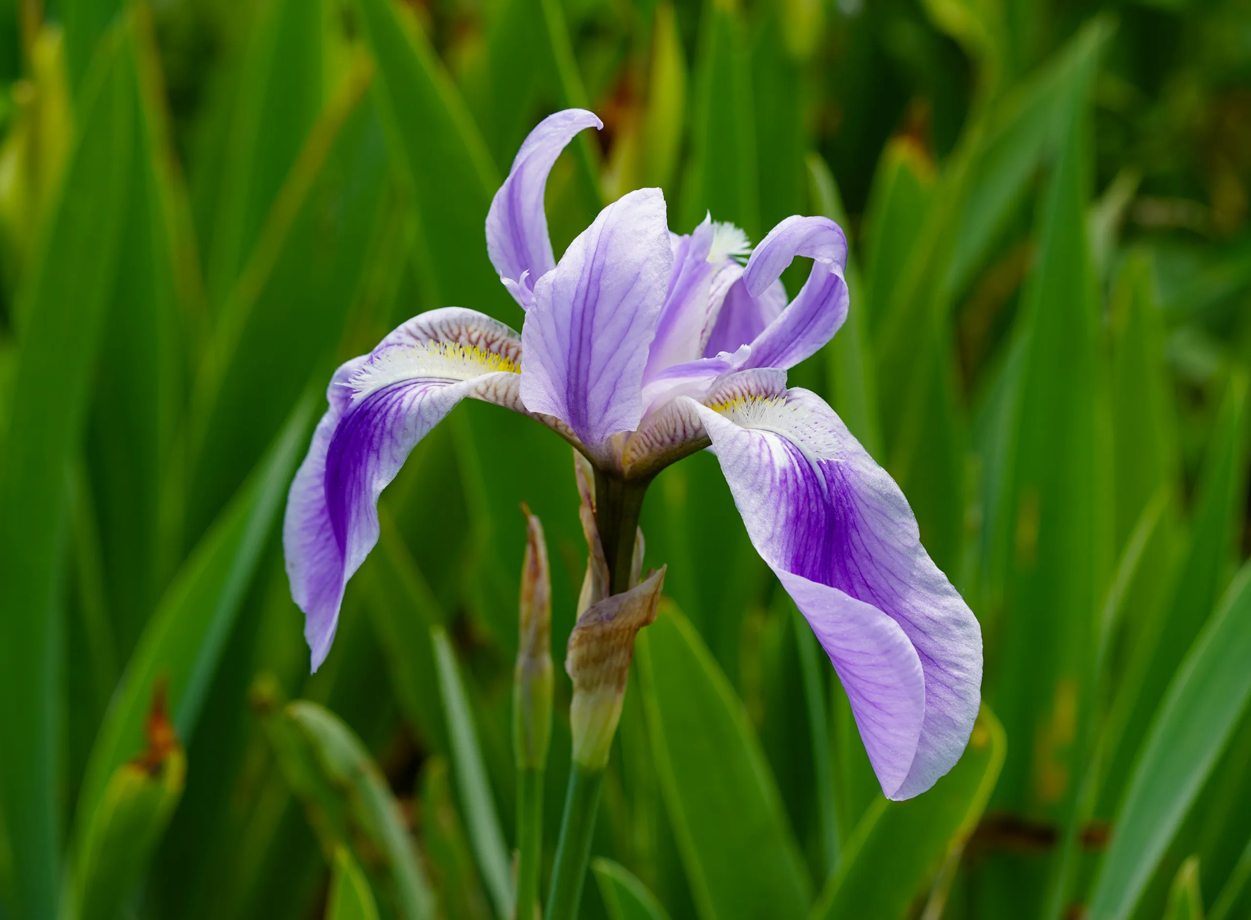 Iris foetidissima