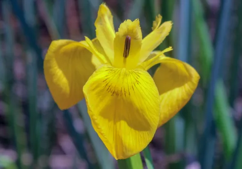 Iris pseudacorus