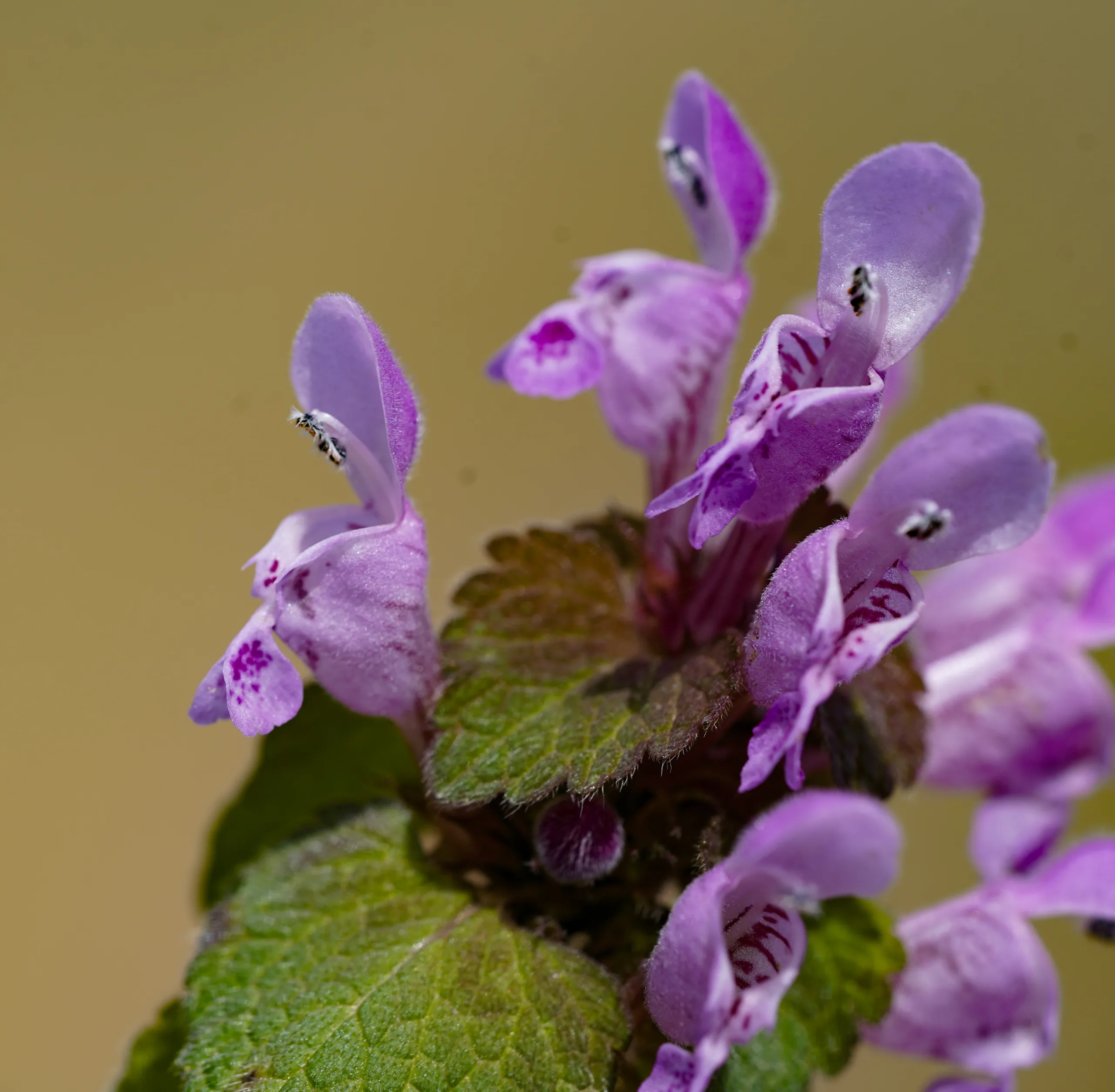 Lamium purpureum