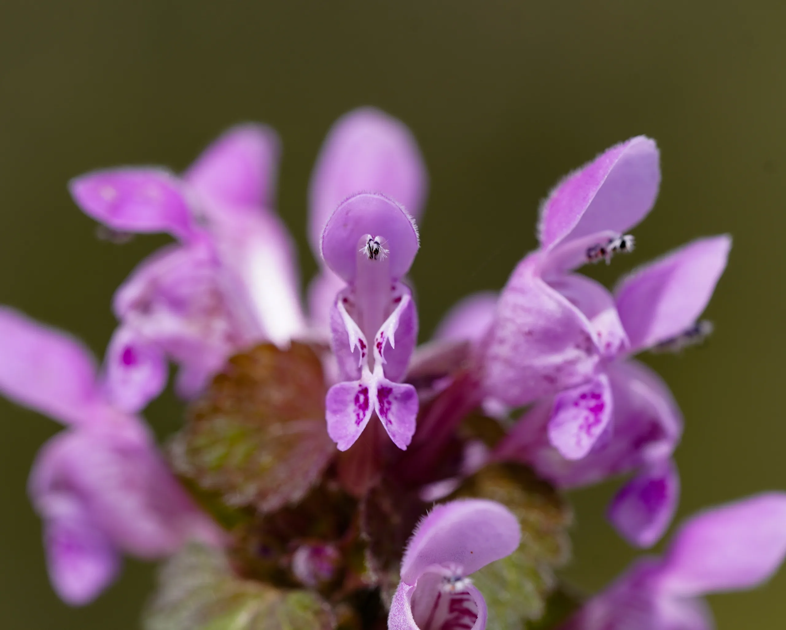 Lamium purpureum