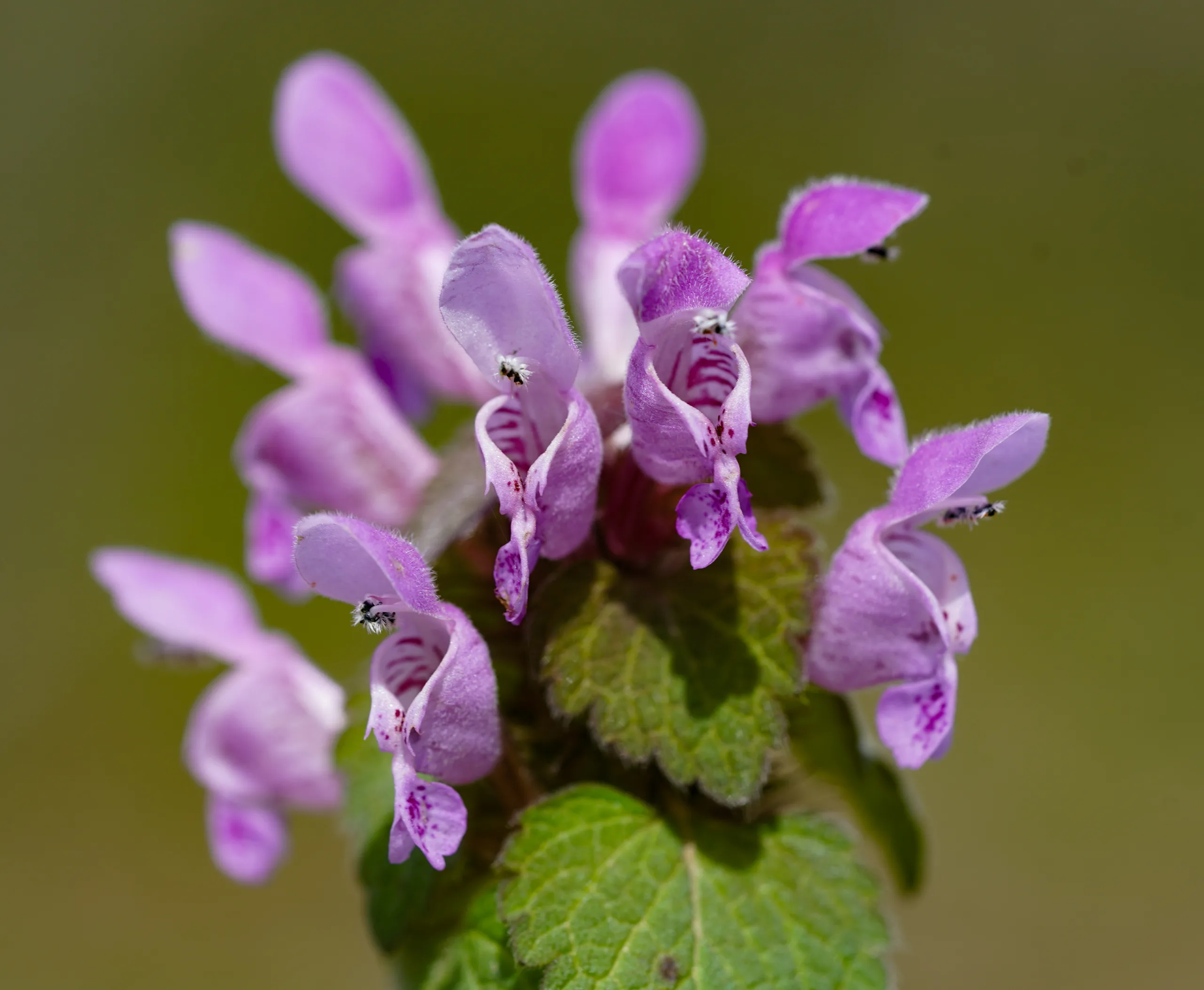 Lamium purpureum