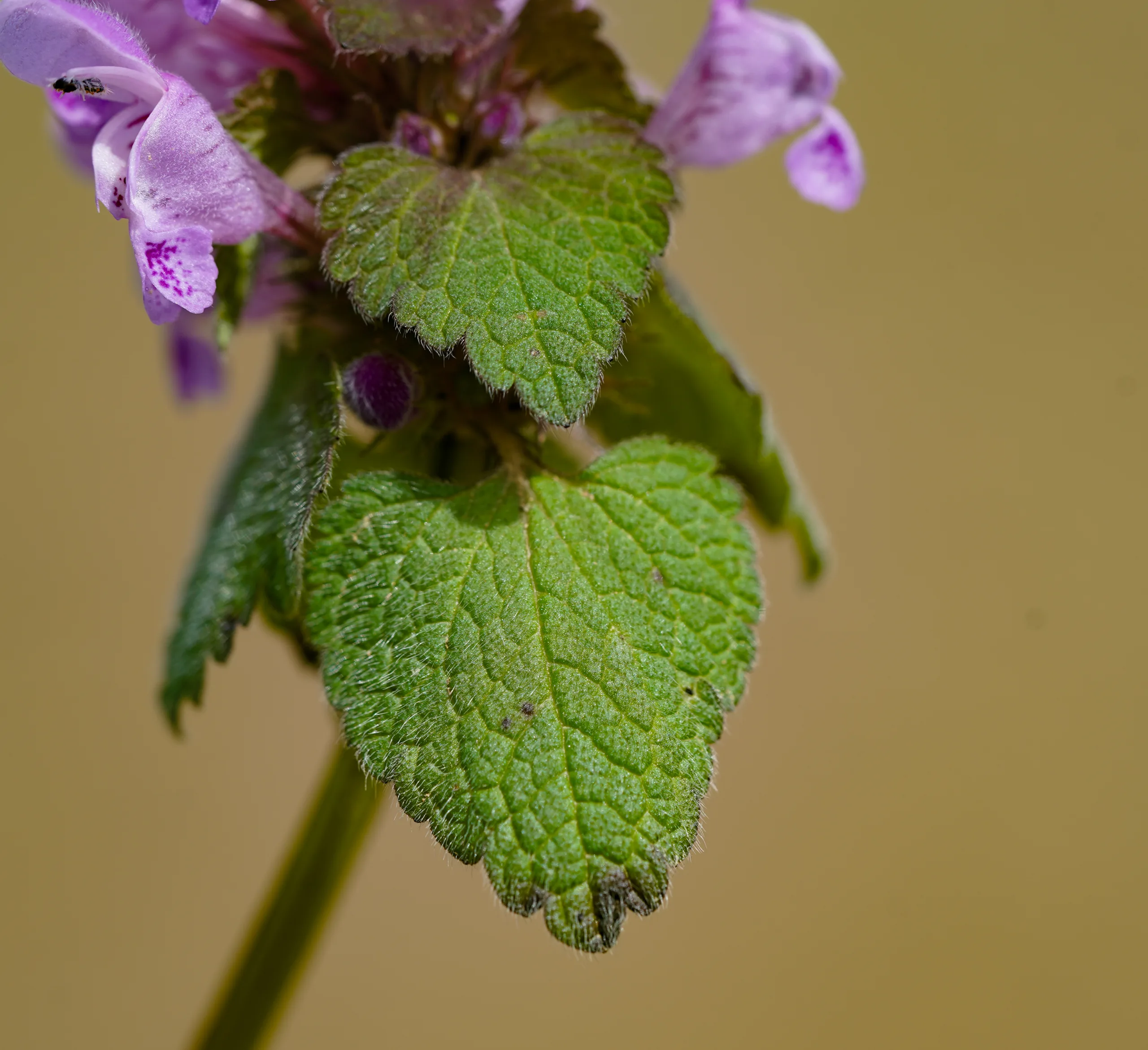 Lamium purpureum