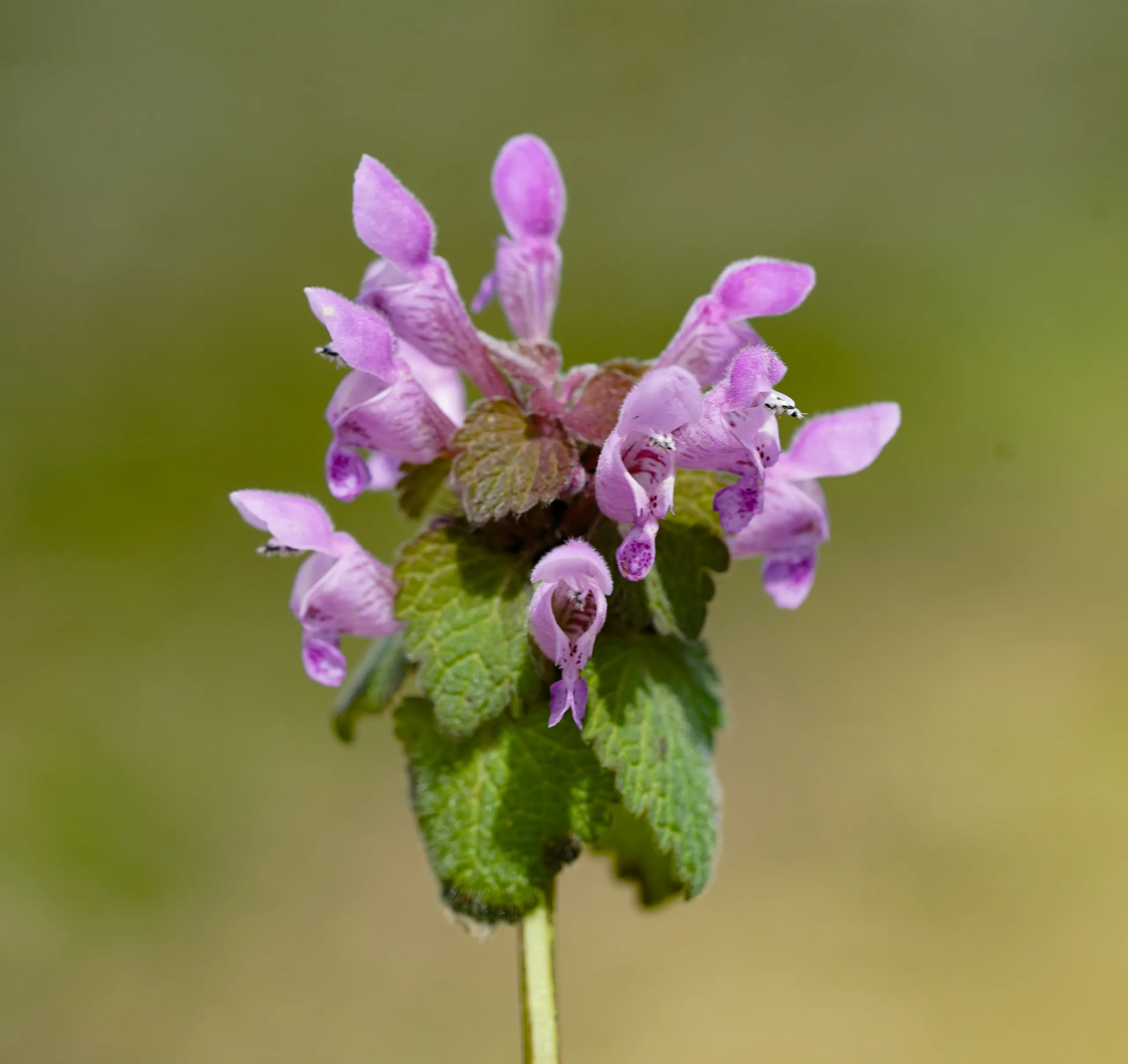 Lamium purpureum