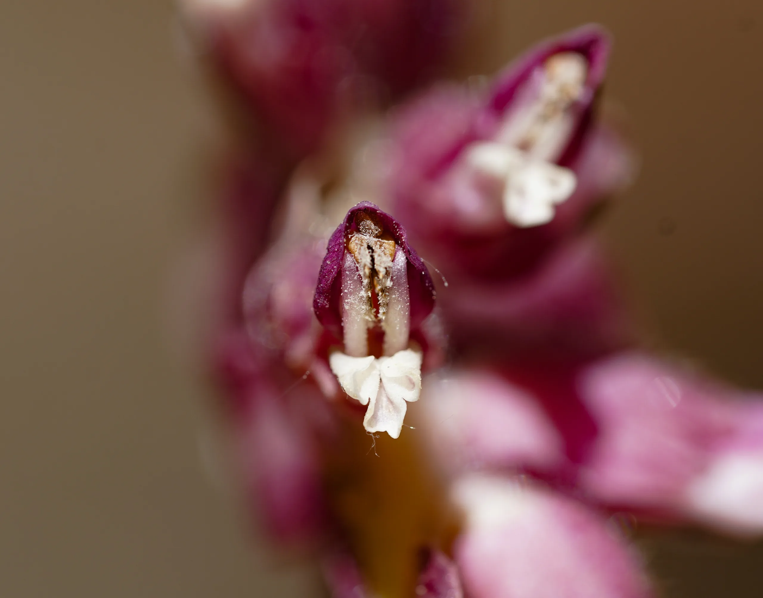 Lathraea squamaria