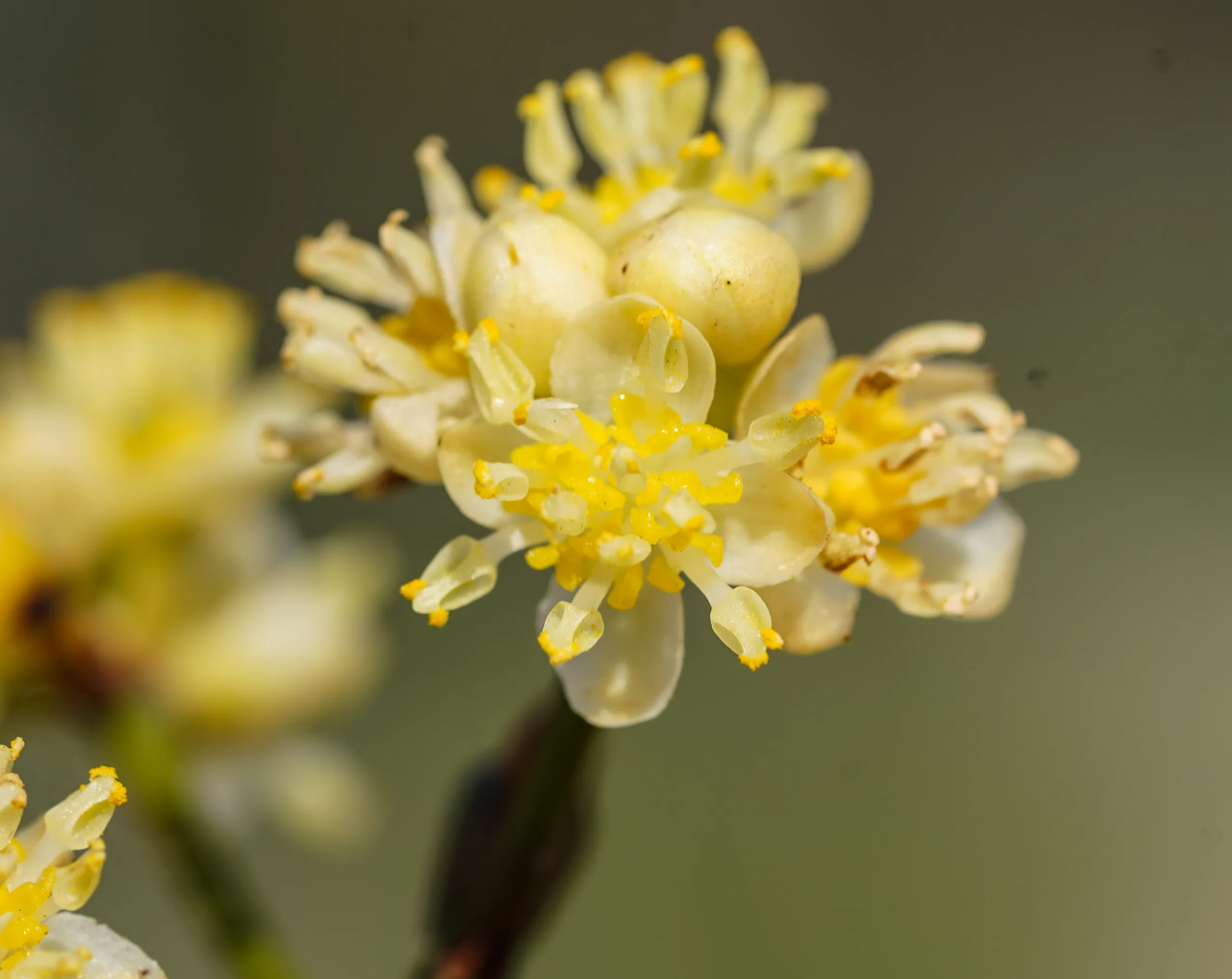 Laurus nobilis (Defne)