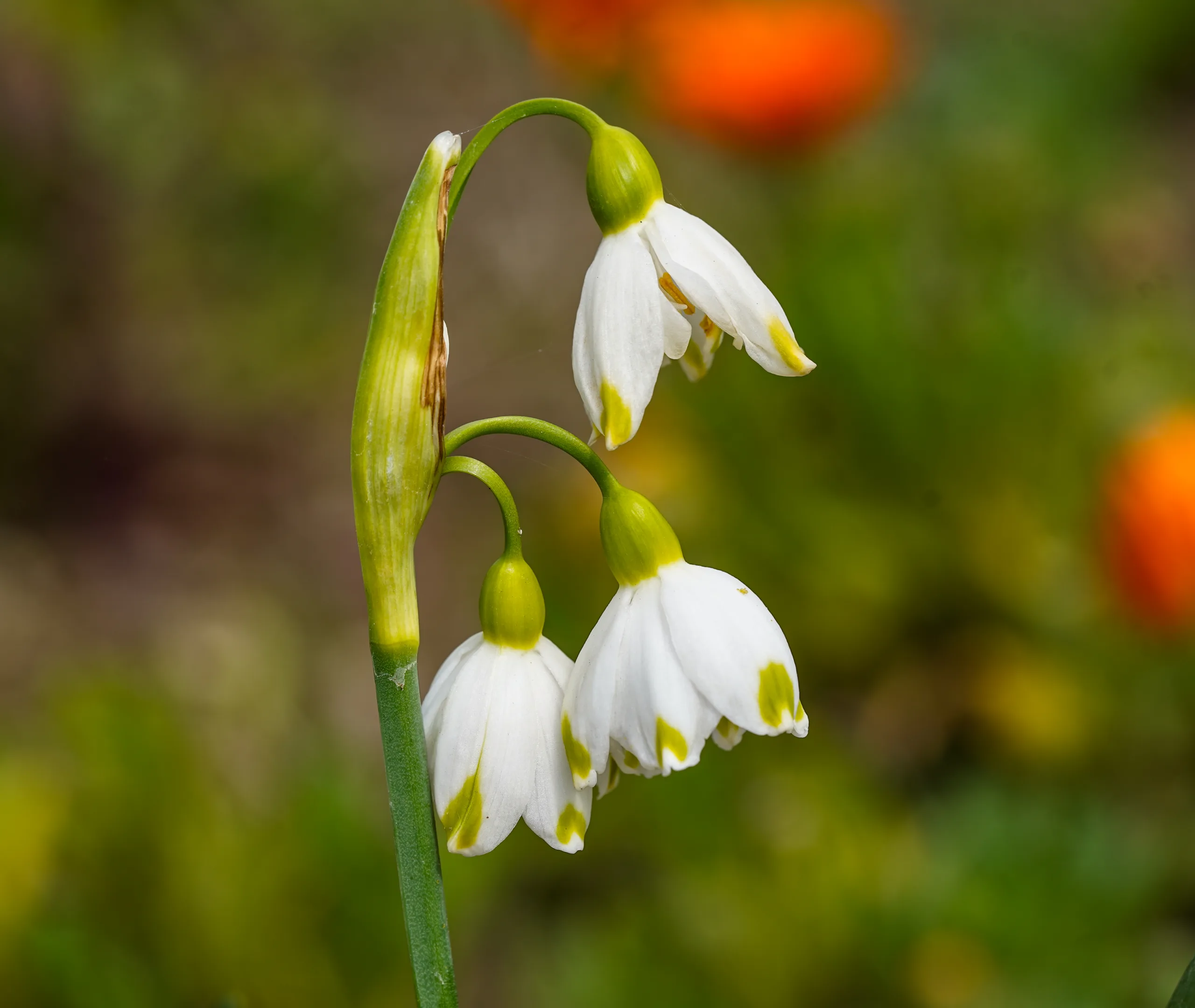 Leucojum aestivum (Akçabardak)