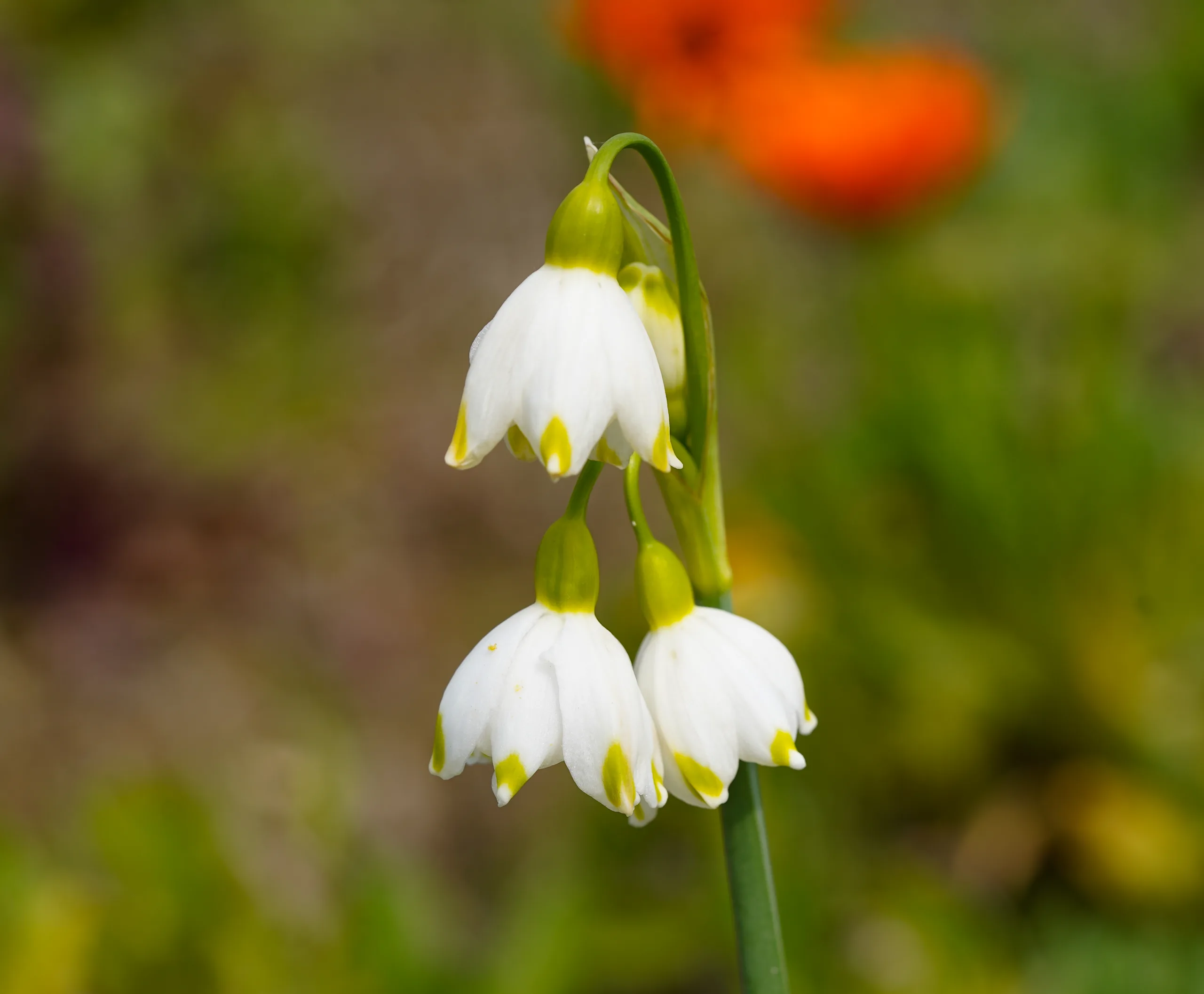 Leucojum aestivum