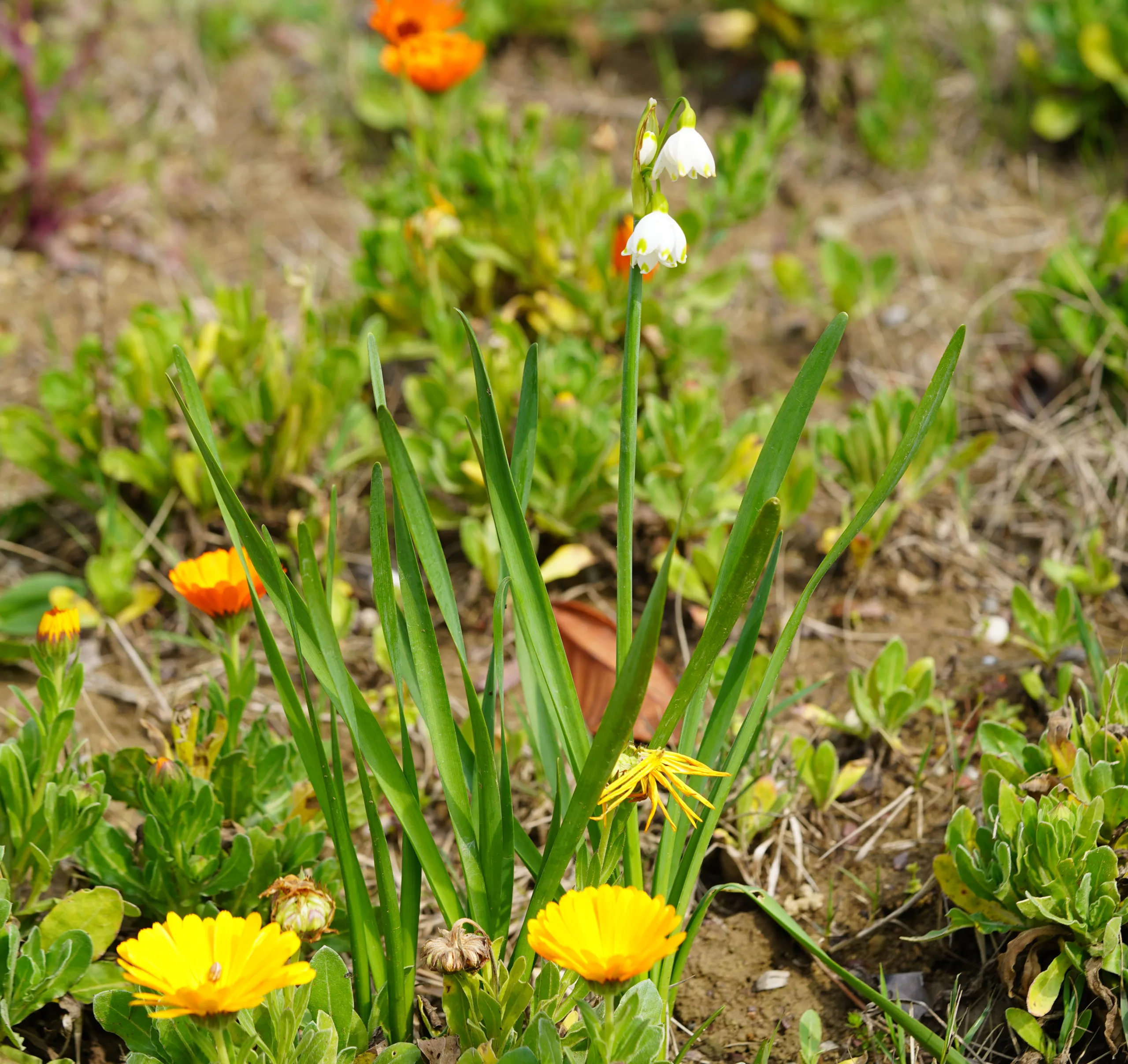 Leucojum aestivum