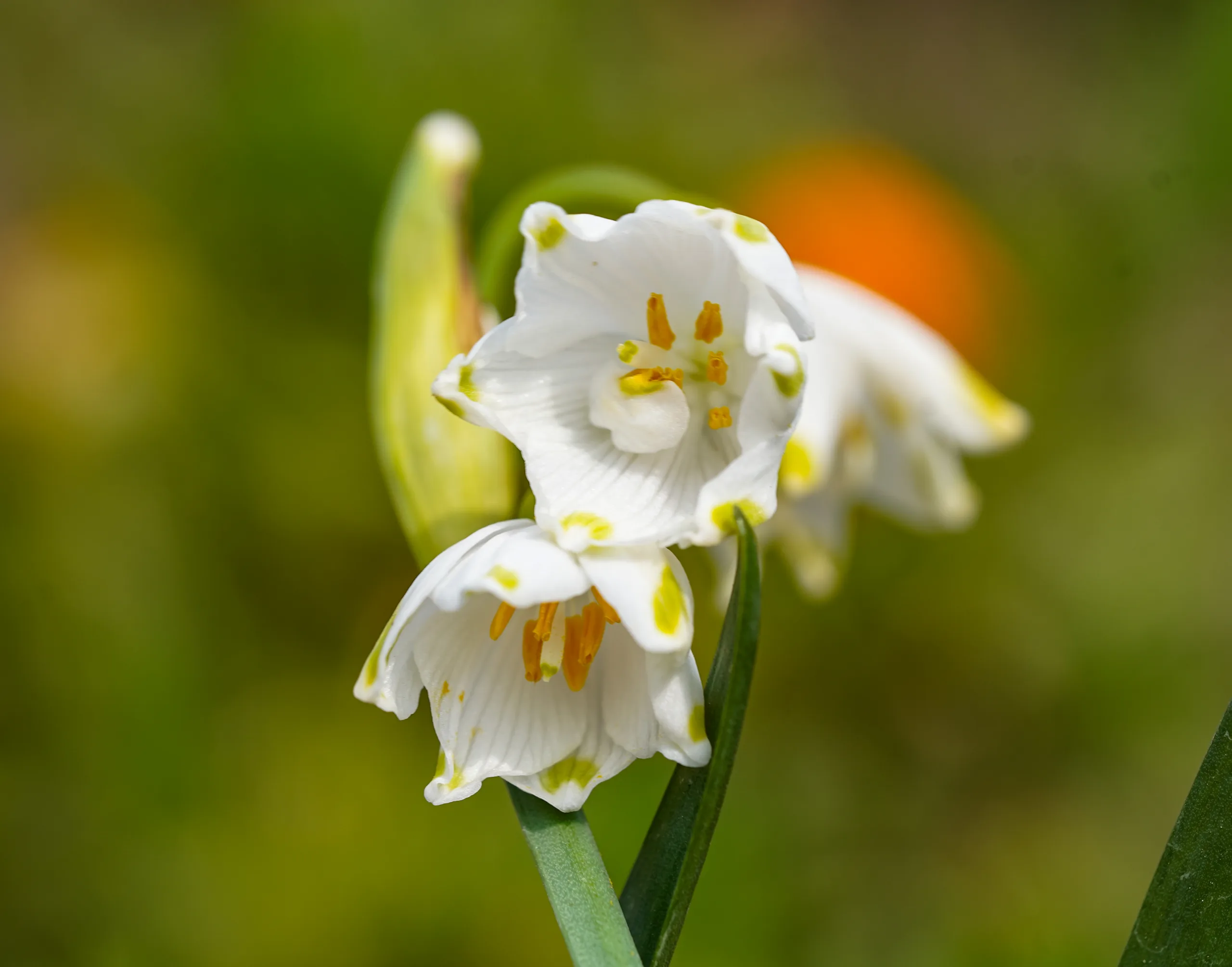 Leucojum aestivum