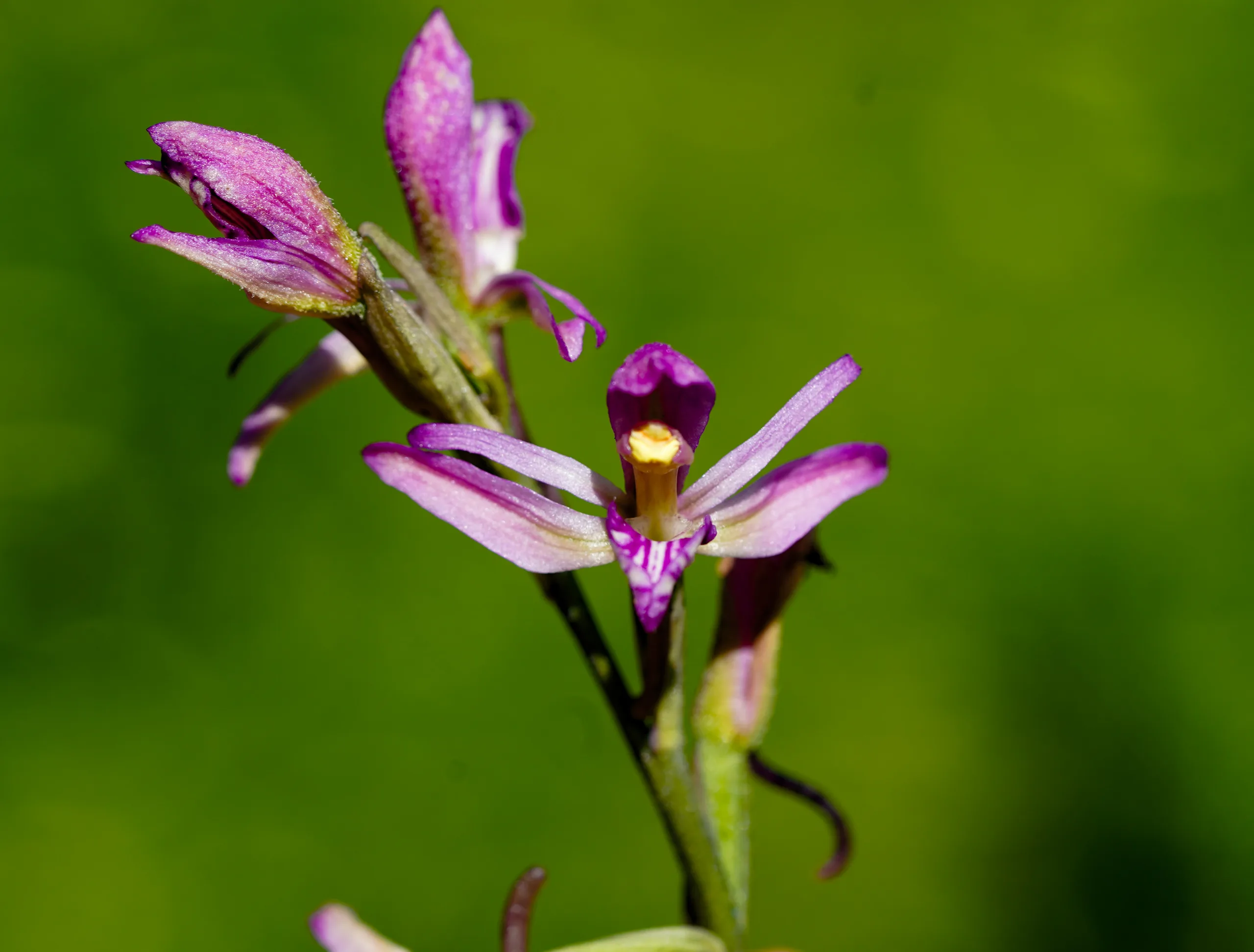 Limodorum abortivum var. rubrum