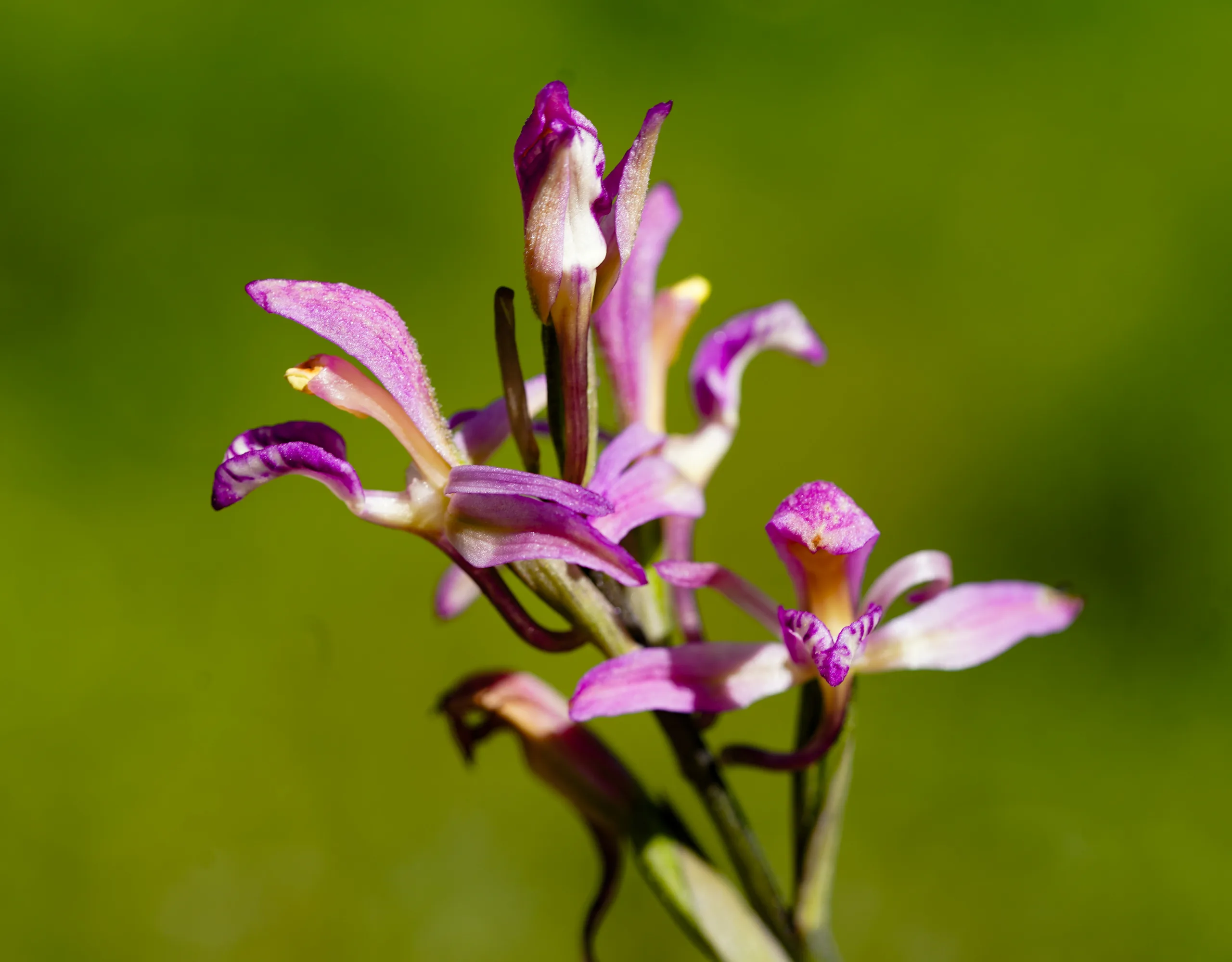 Limodorum abortivum var. rubrum
