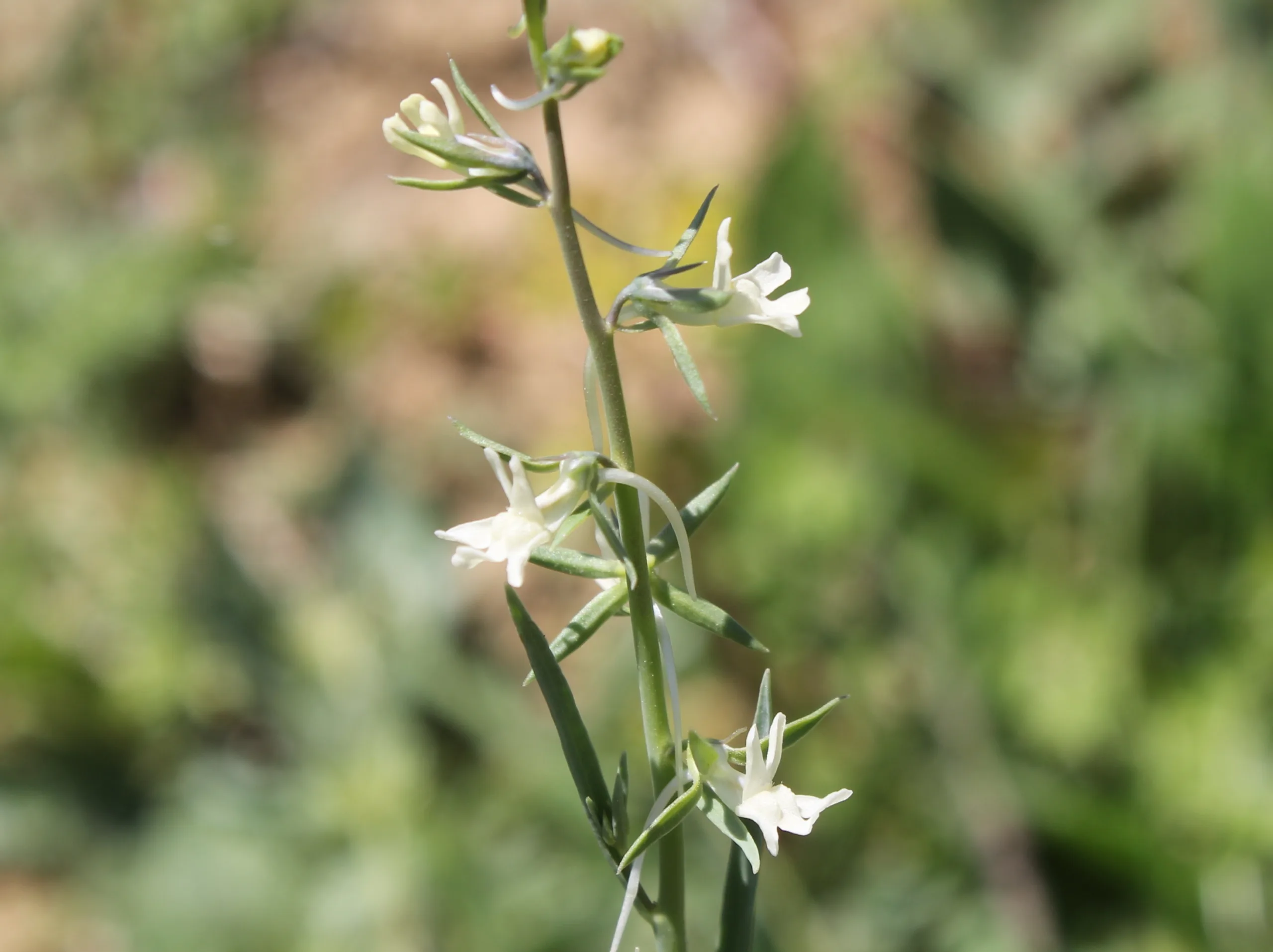 Linaria chalepensis
