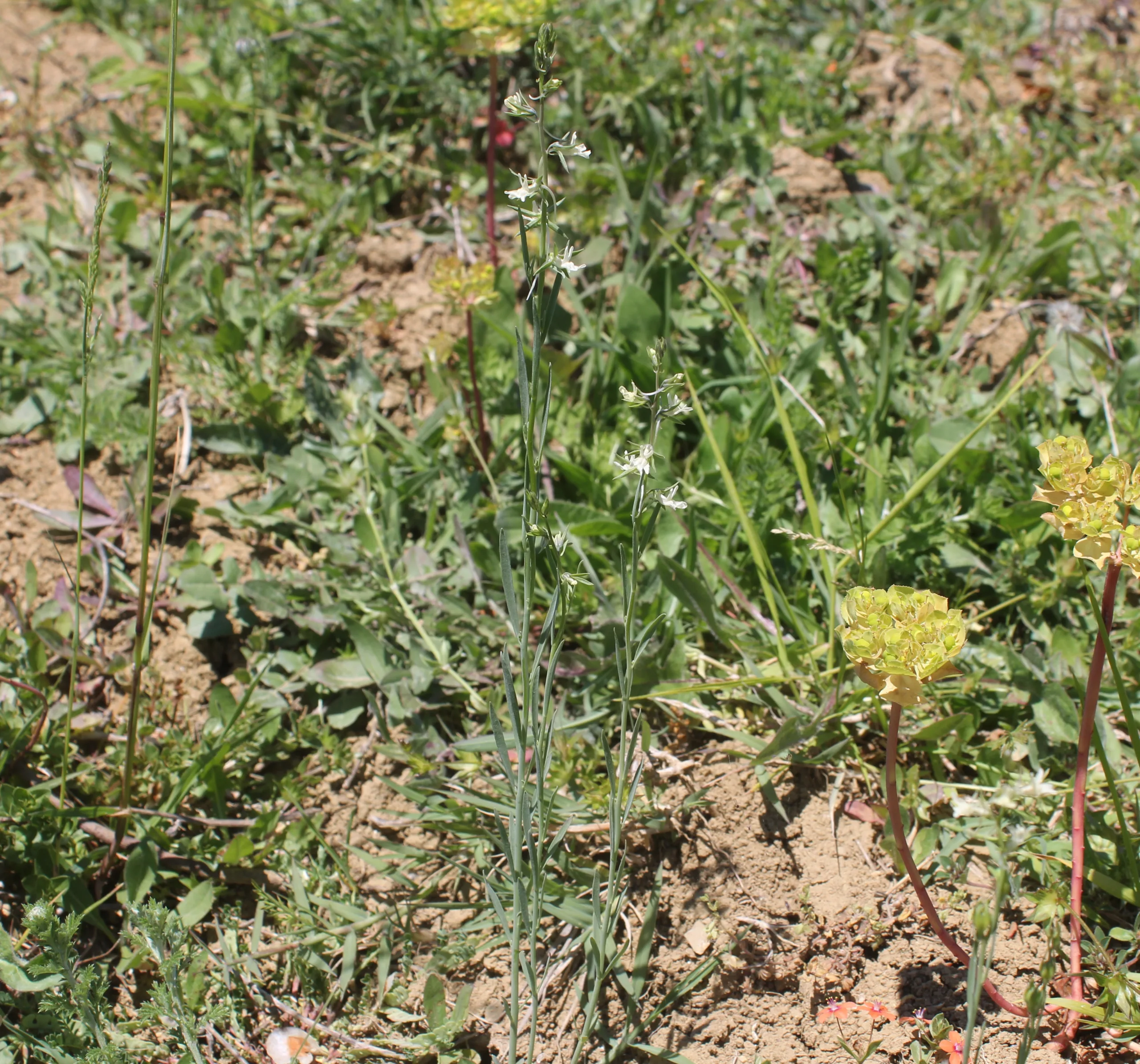 Linaria chalepensis