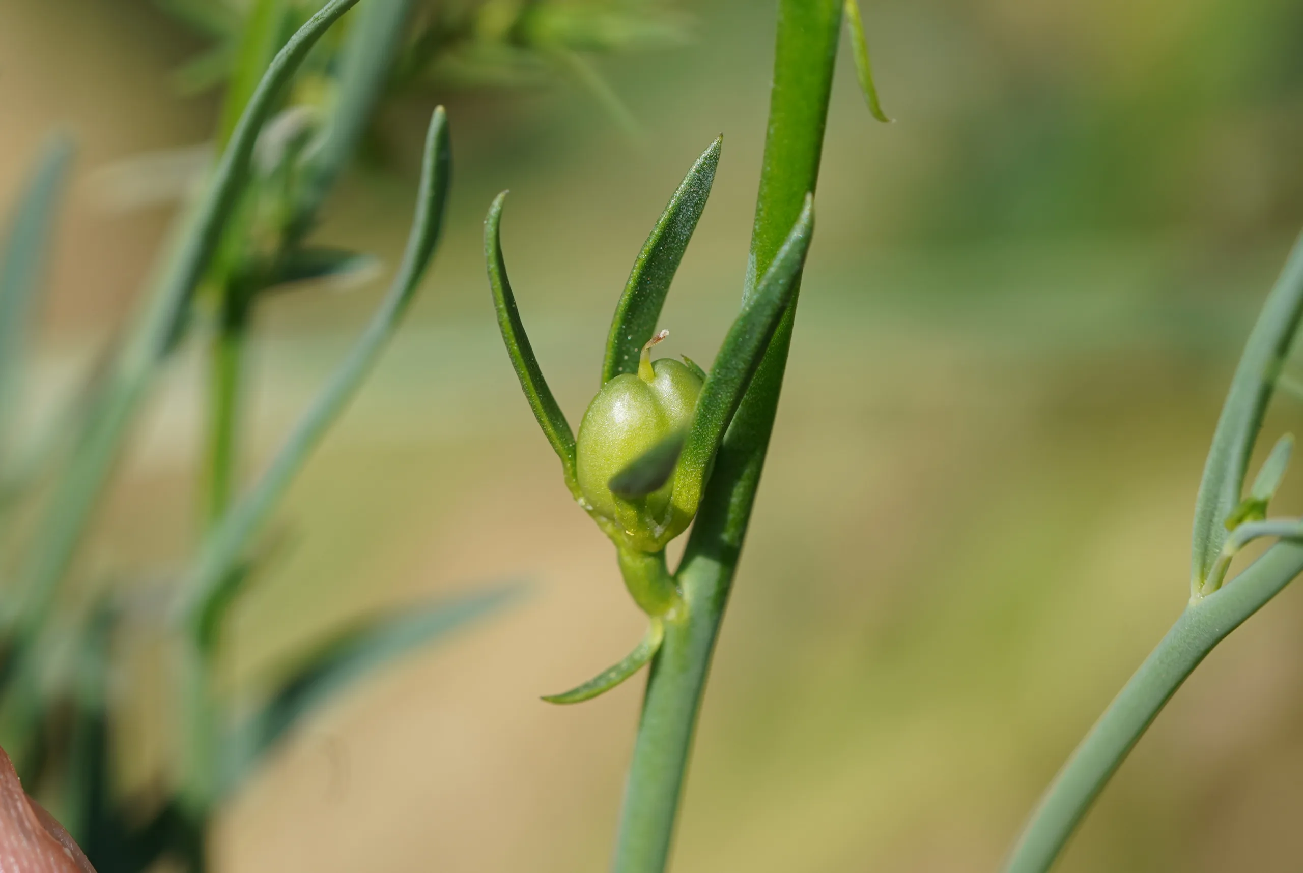 Linaria chalepensis