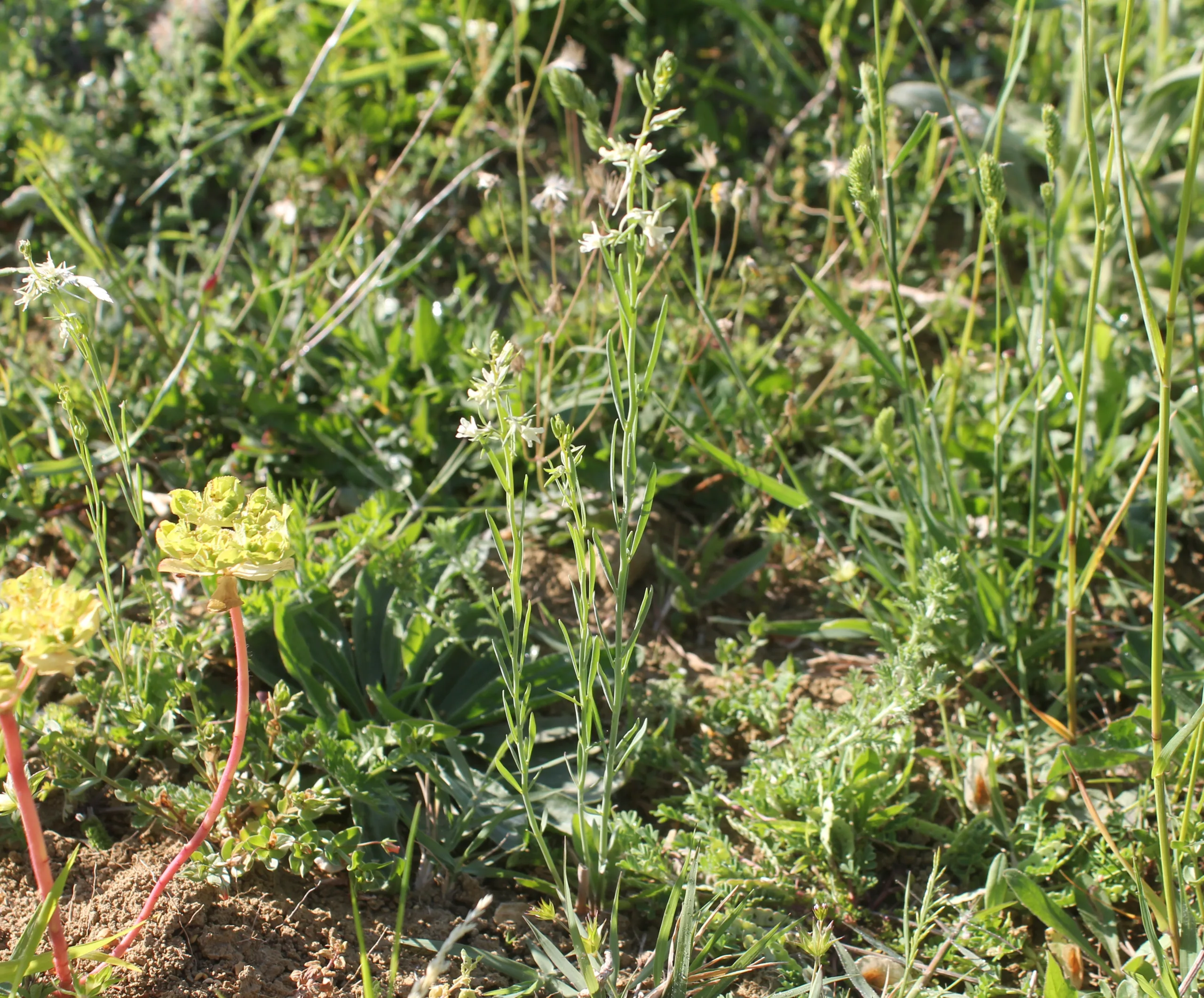 Linaria chalepensis