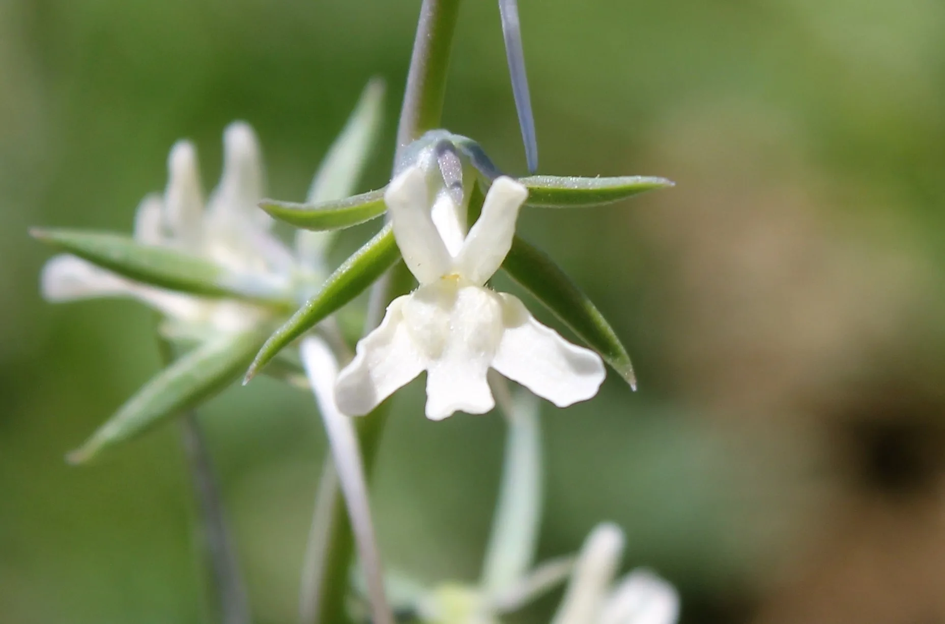 Linaria chalepensis (Halep nevruzotu)