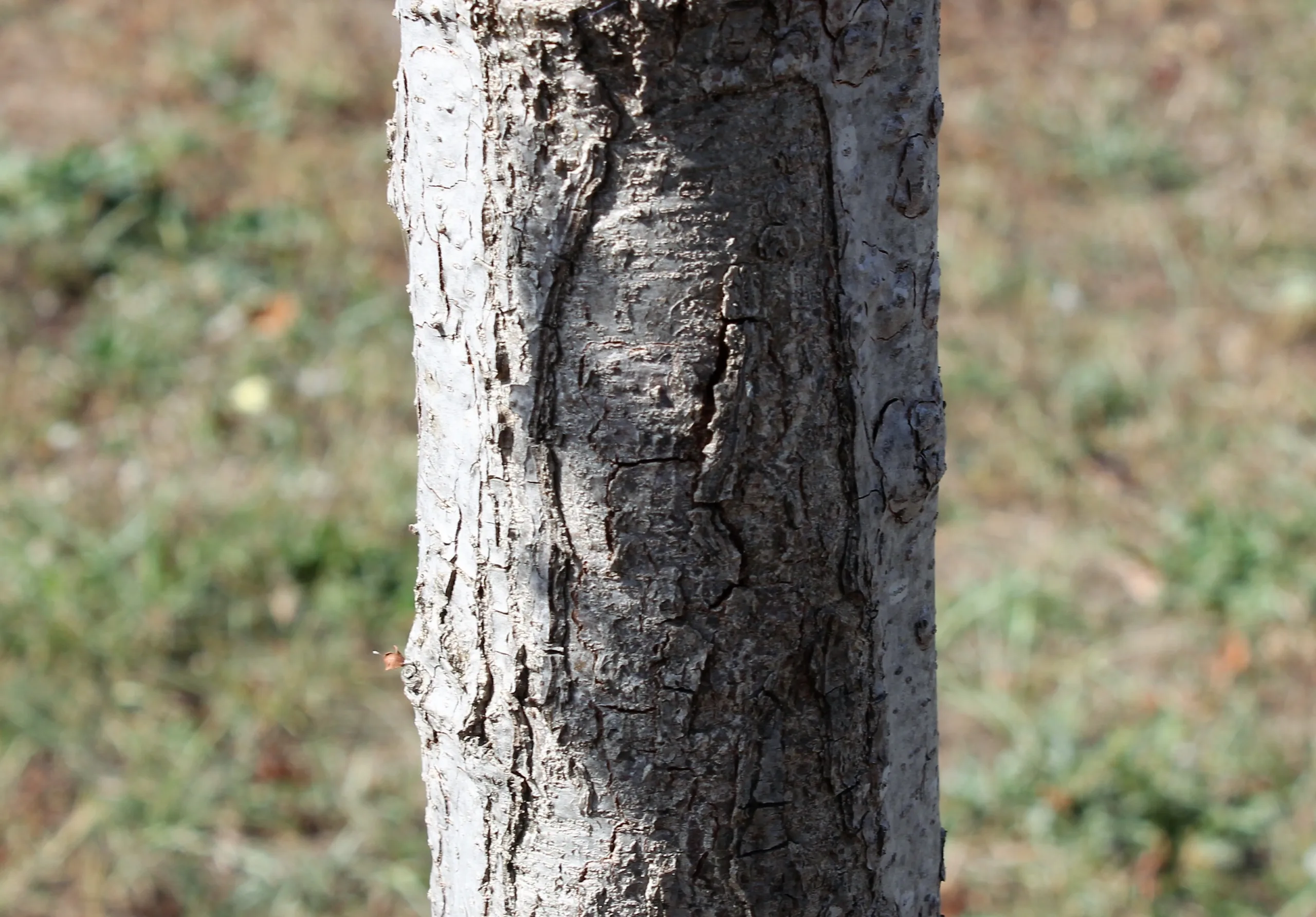 Liquidambar orientalis