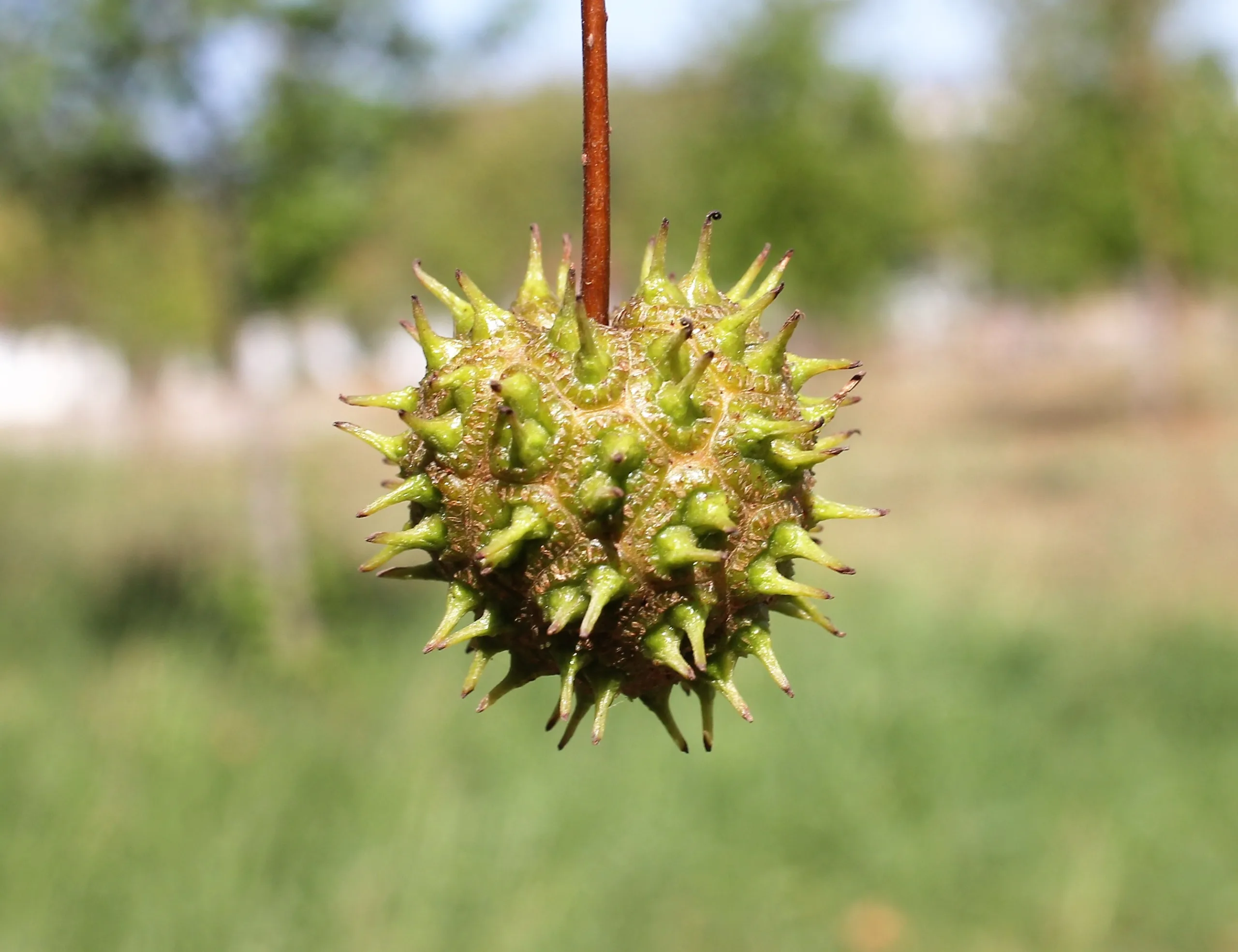 Liquidambar orientalis (Sığla)