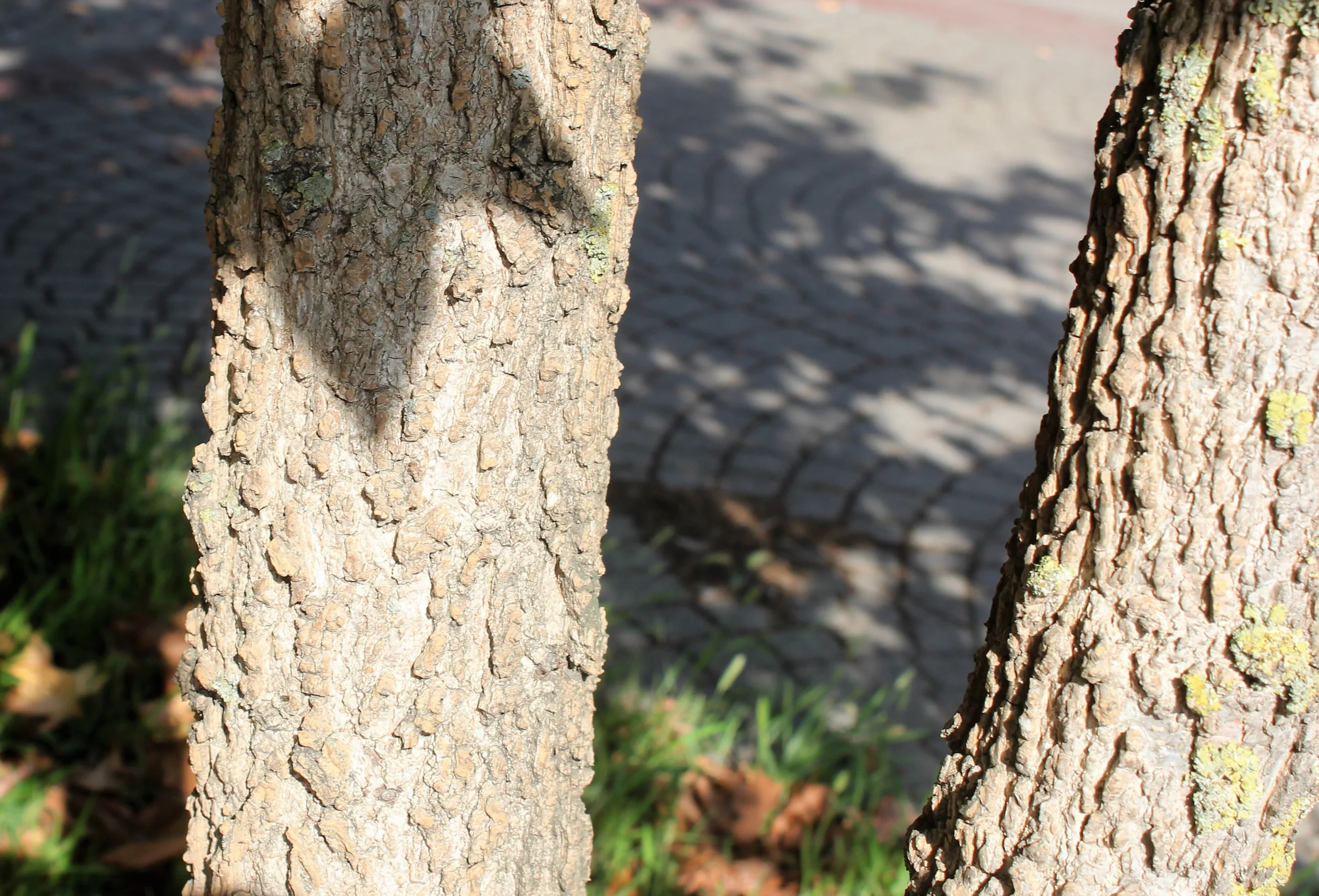 Liquidambar styraciflua