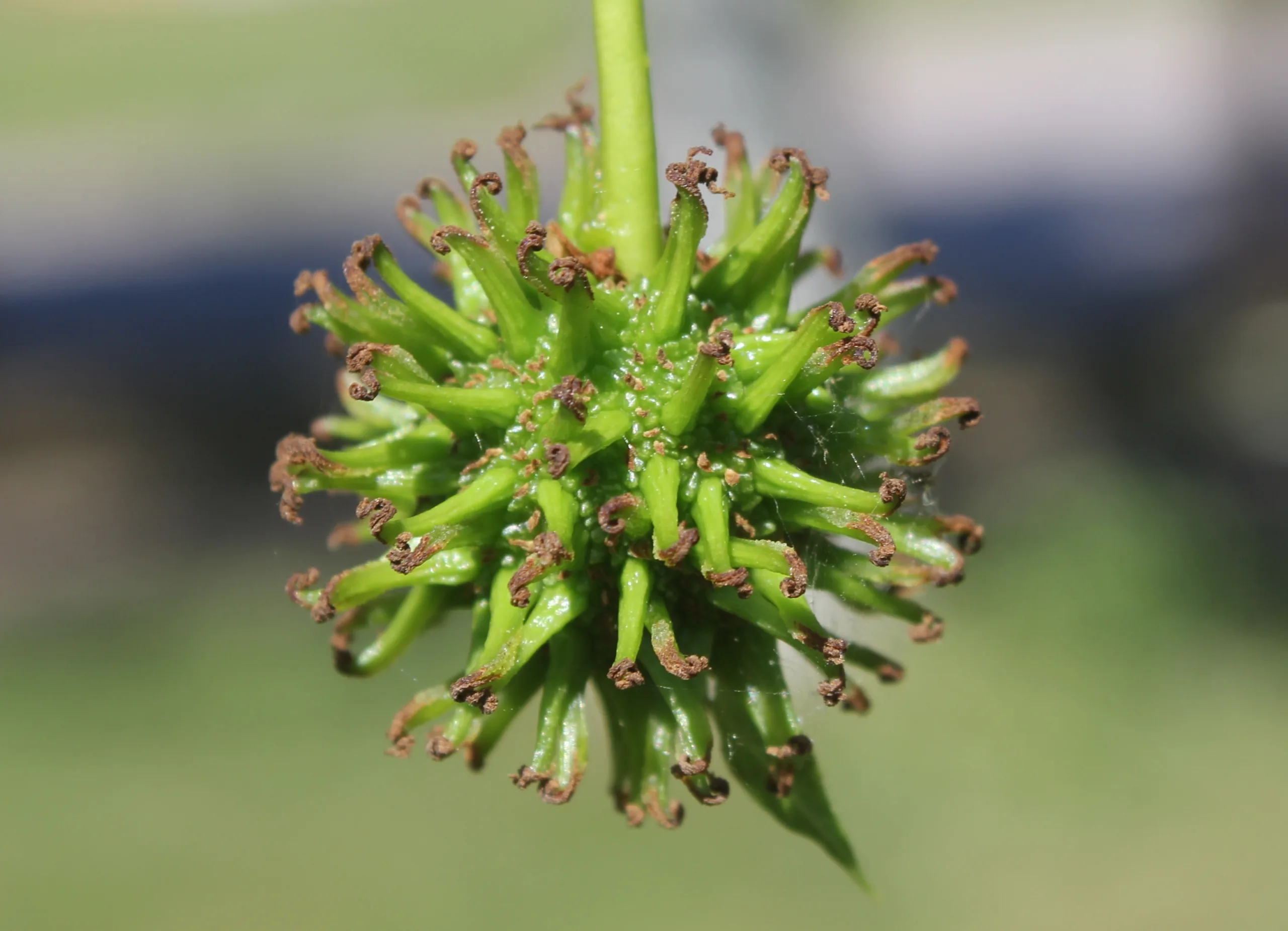 Liquidambar styraciflua