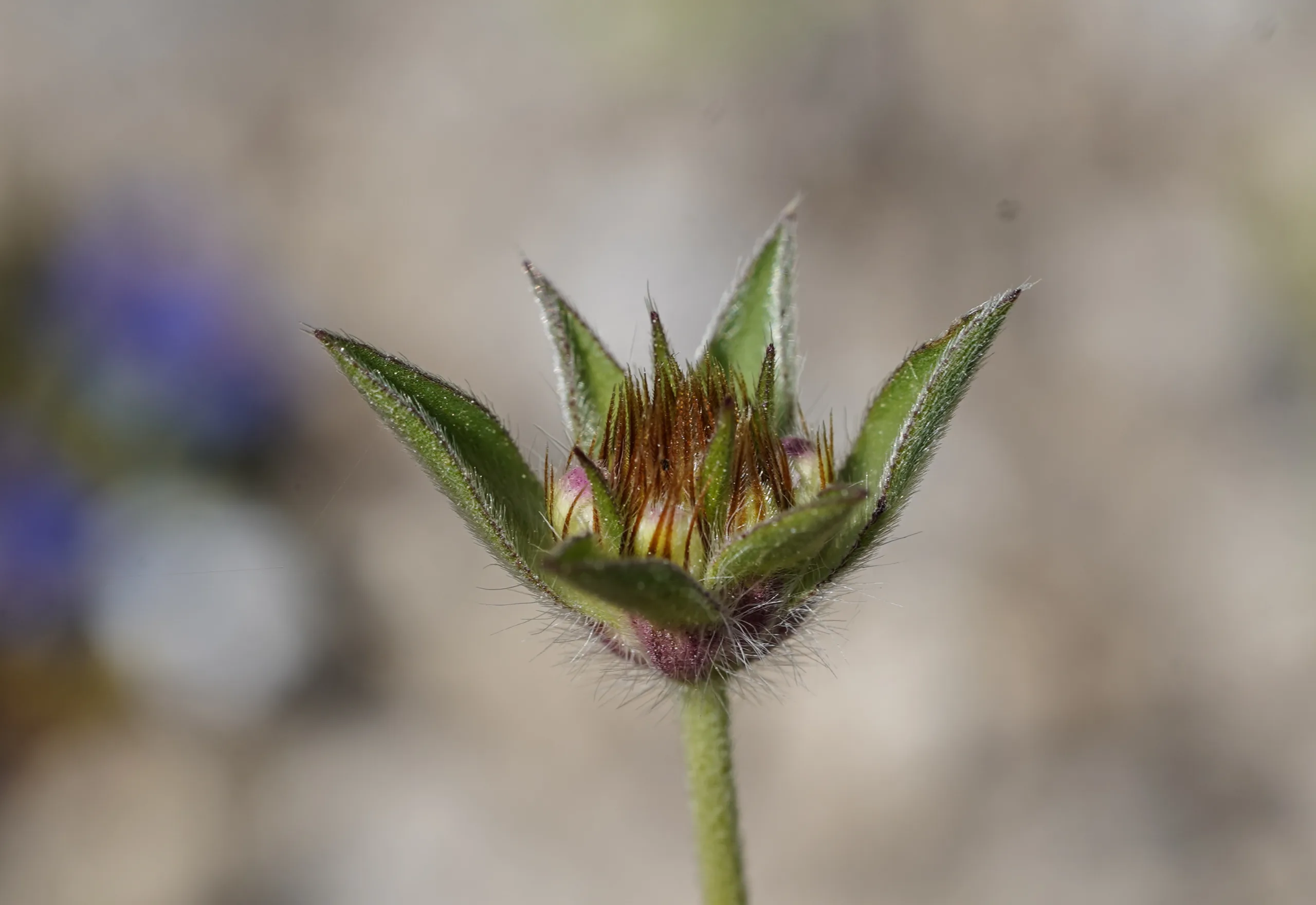Lomelosia brachiata