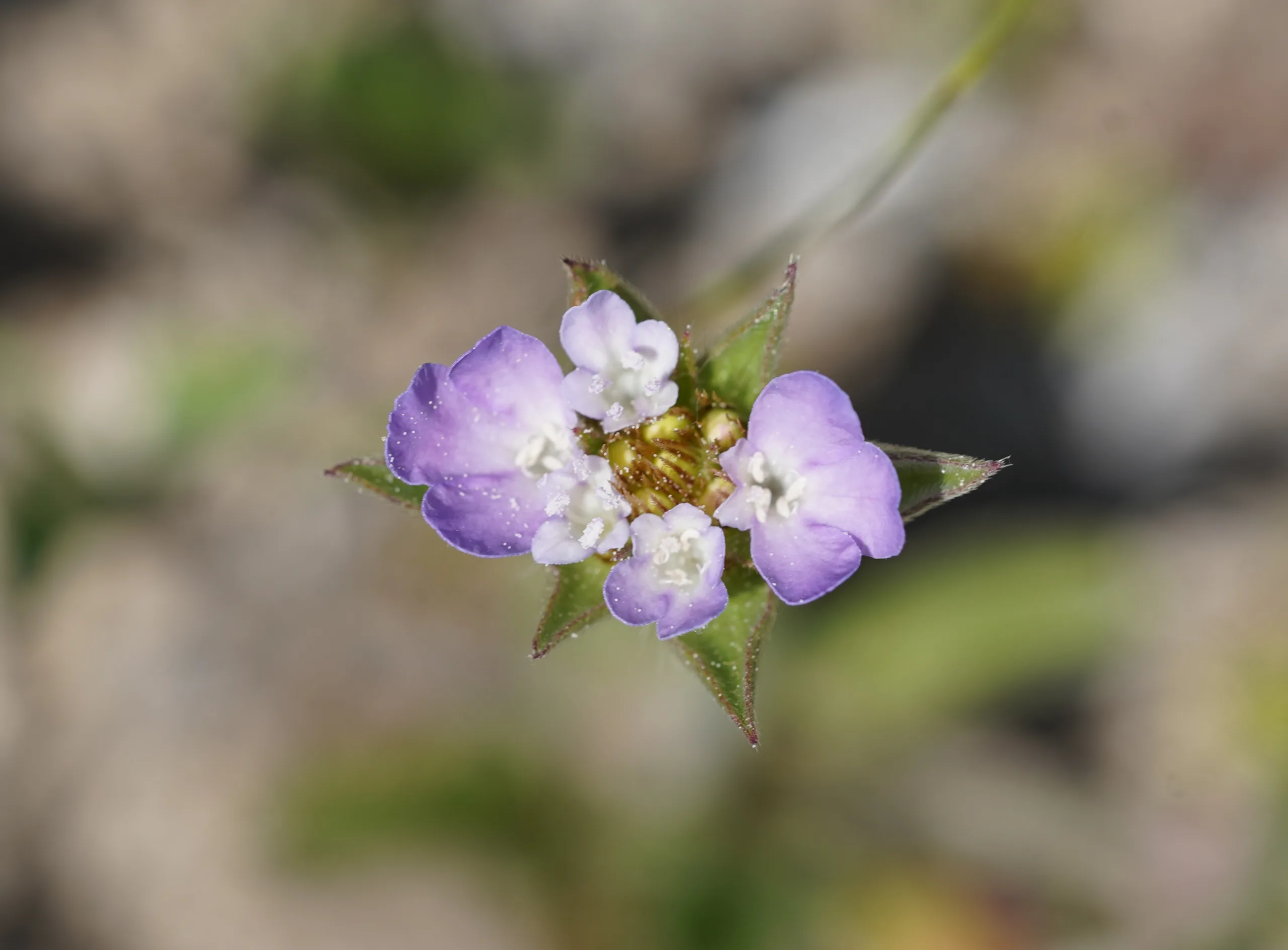 Lomelosia brachiata (Kirpi uyuzotu)