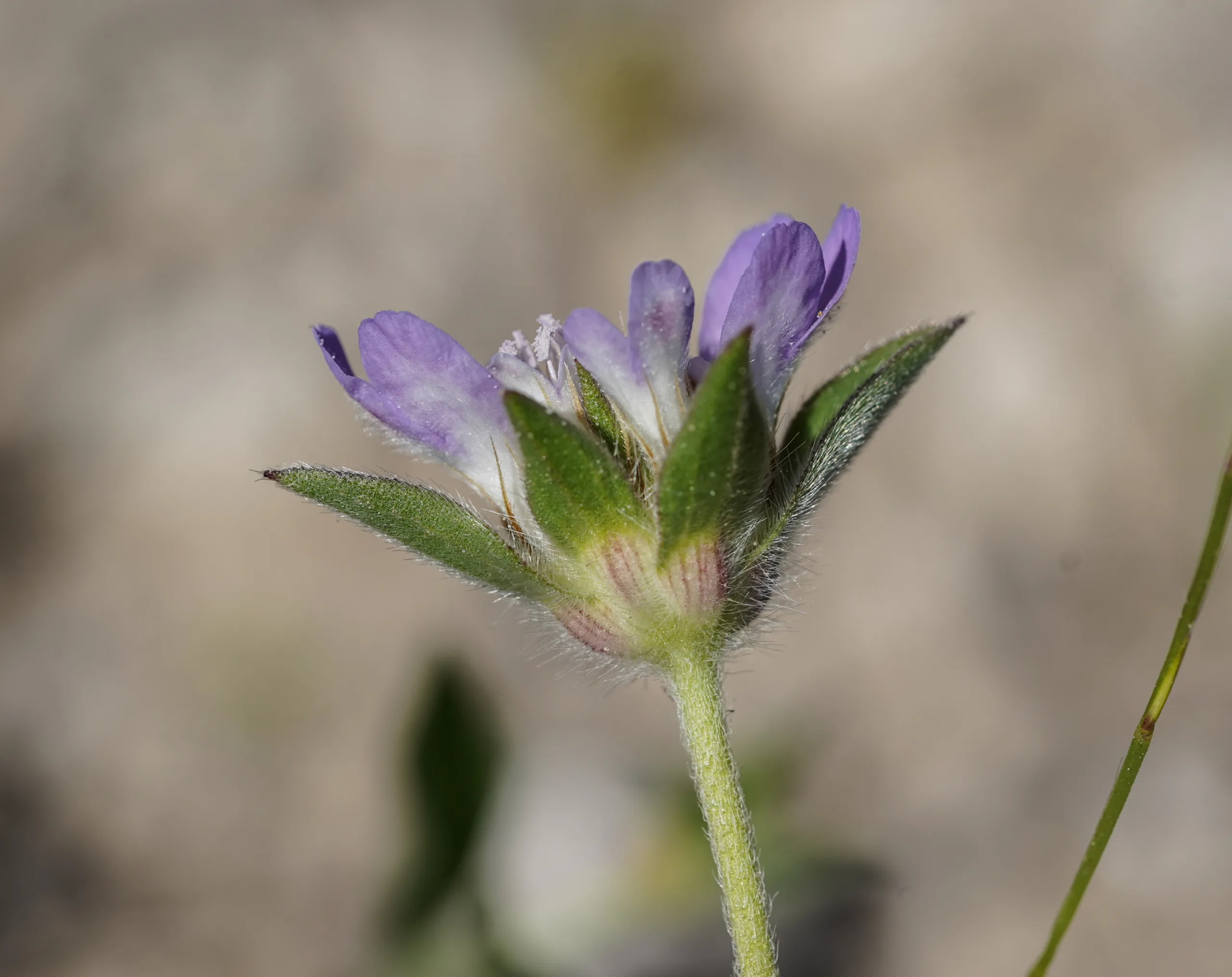 Lomelosia brachiata