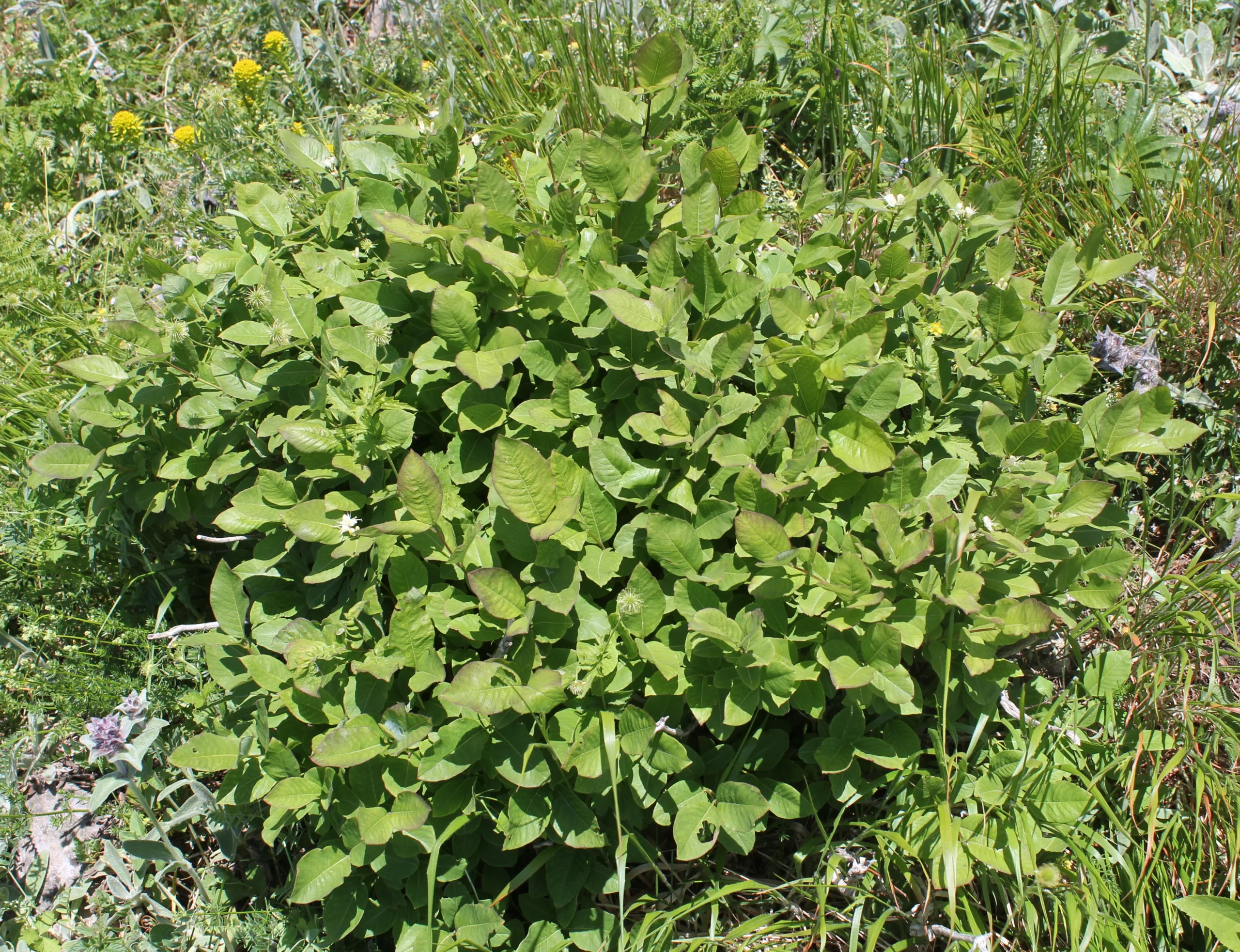 Lonicera caucasica subsp. orientalis