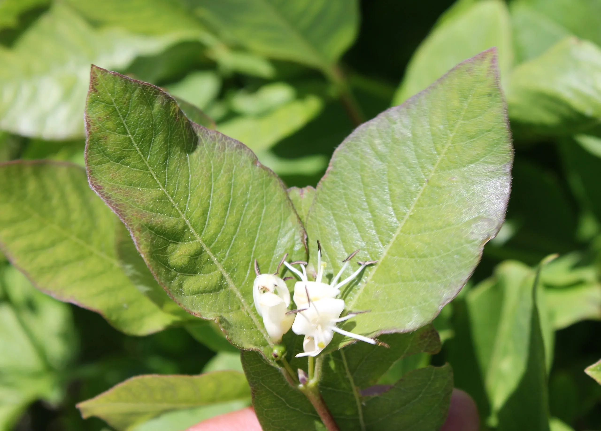 Lonicera caucasica subsp. orientalis