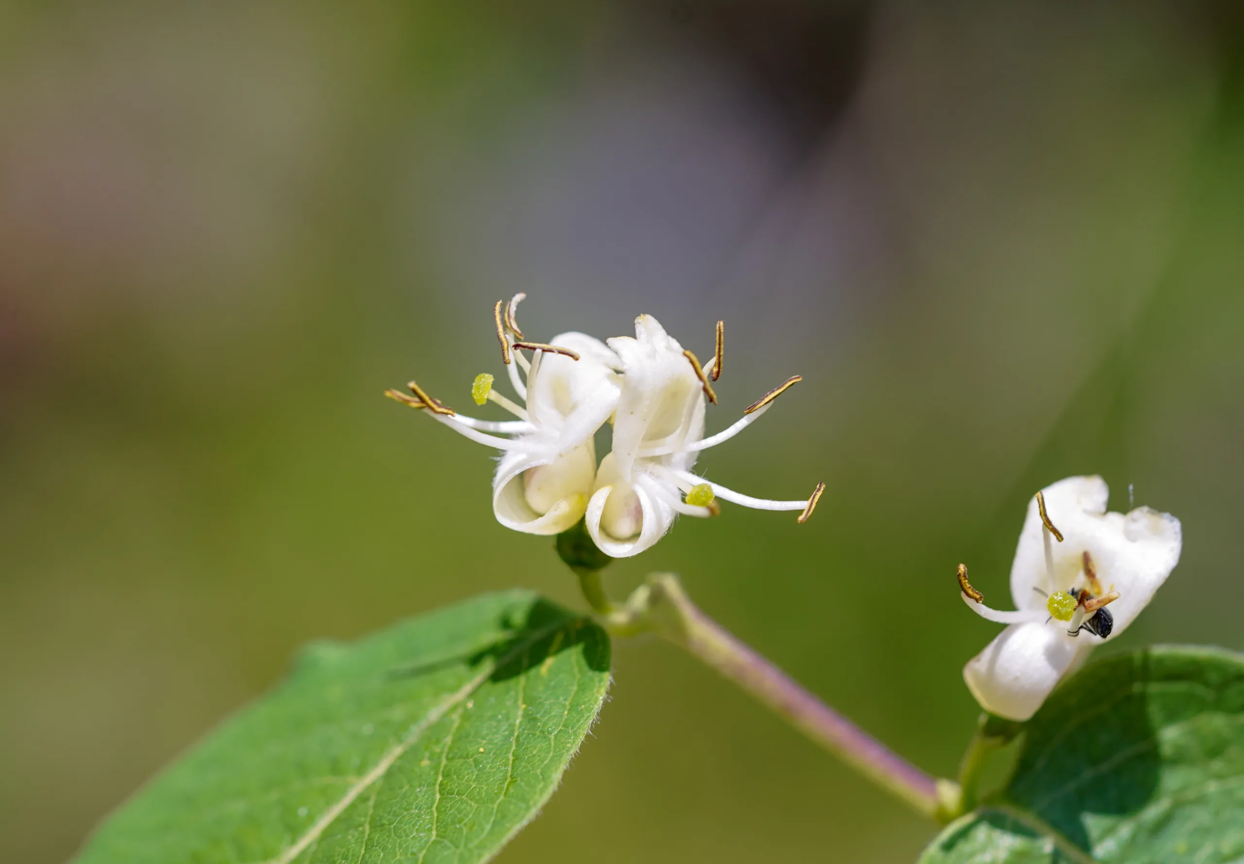 Lonicera caucasica subsp. orientalis
