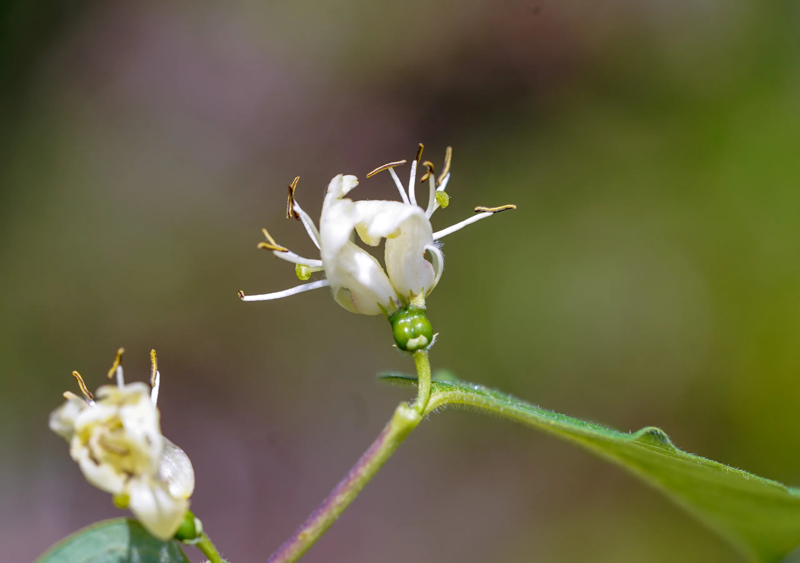 Lonicera caucasica subsp. orientalis