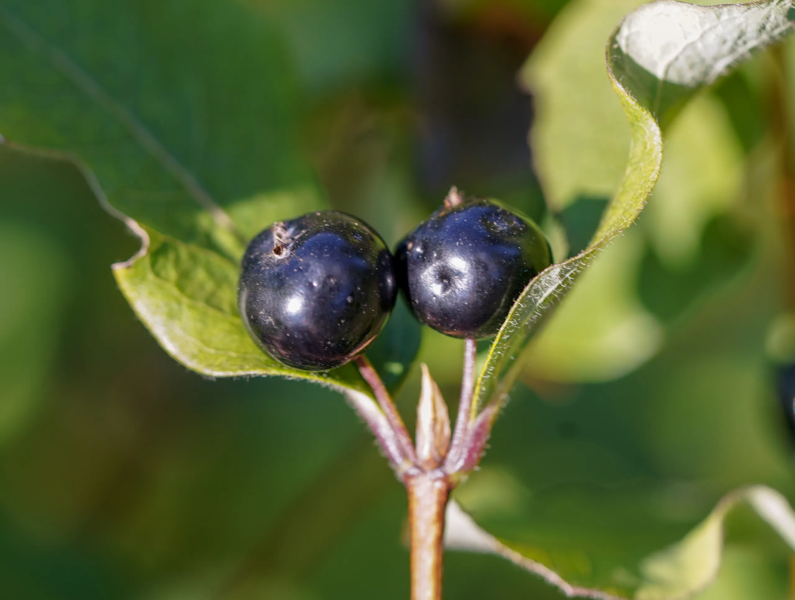 Lonicera caucasica subsp. orientalis