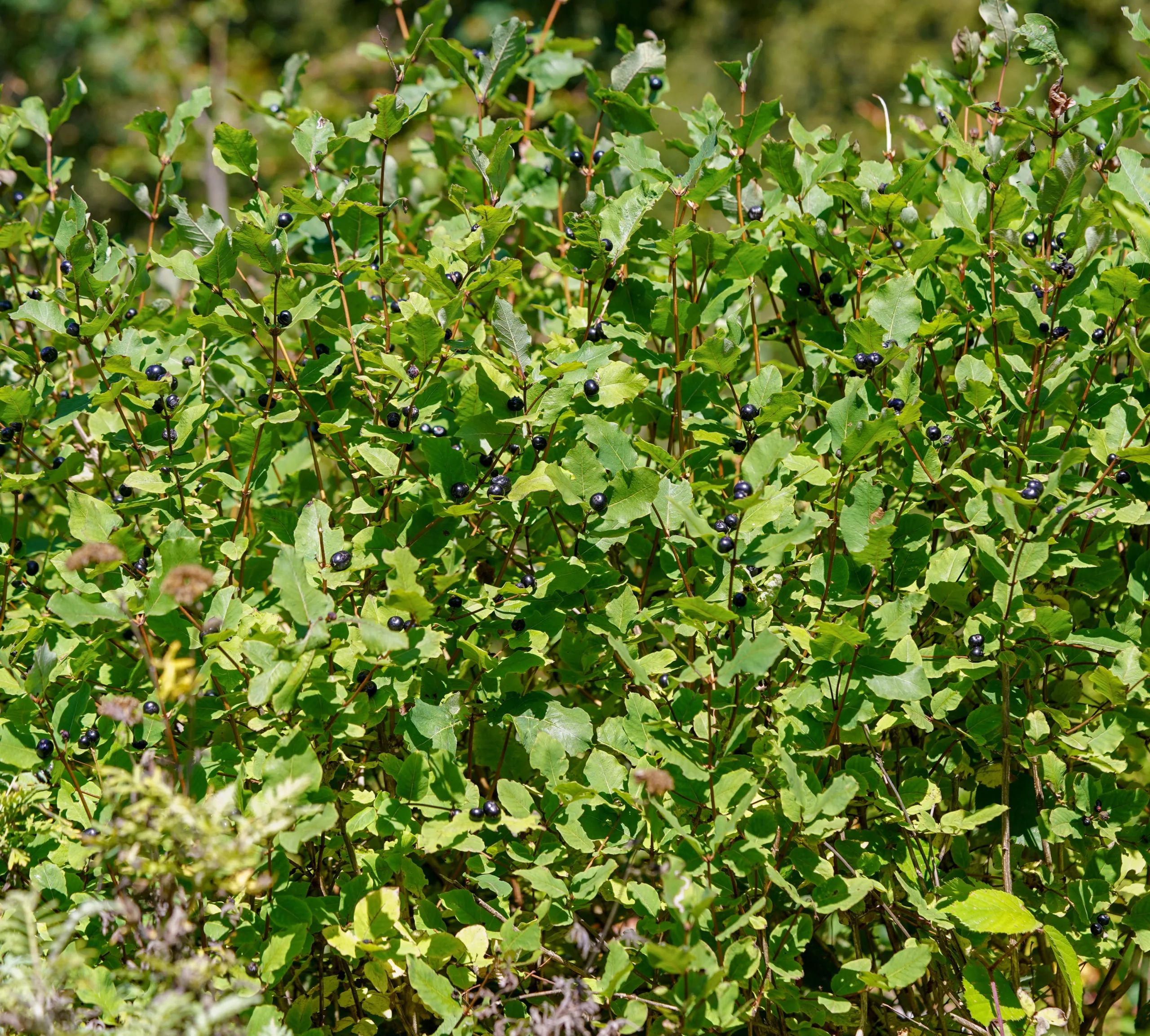 Lonicera caucasica subsp. orientalis